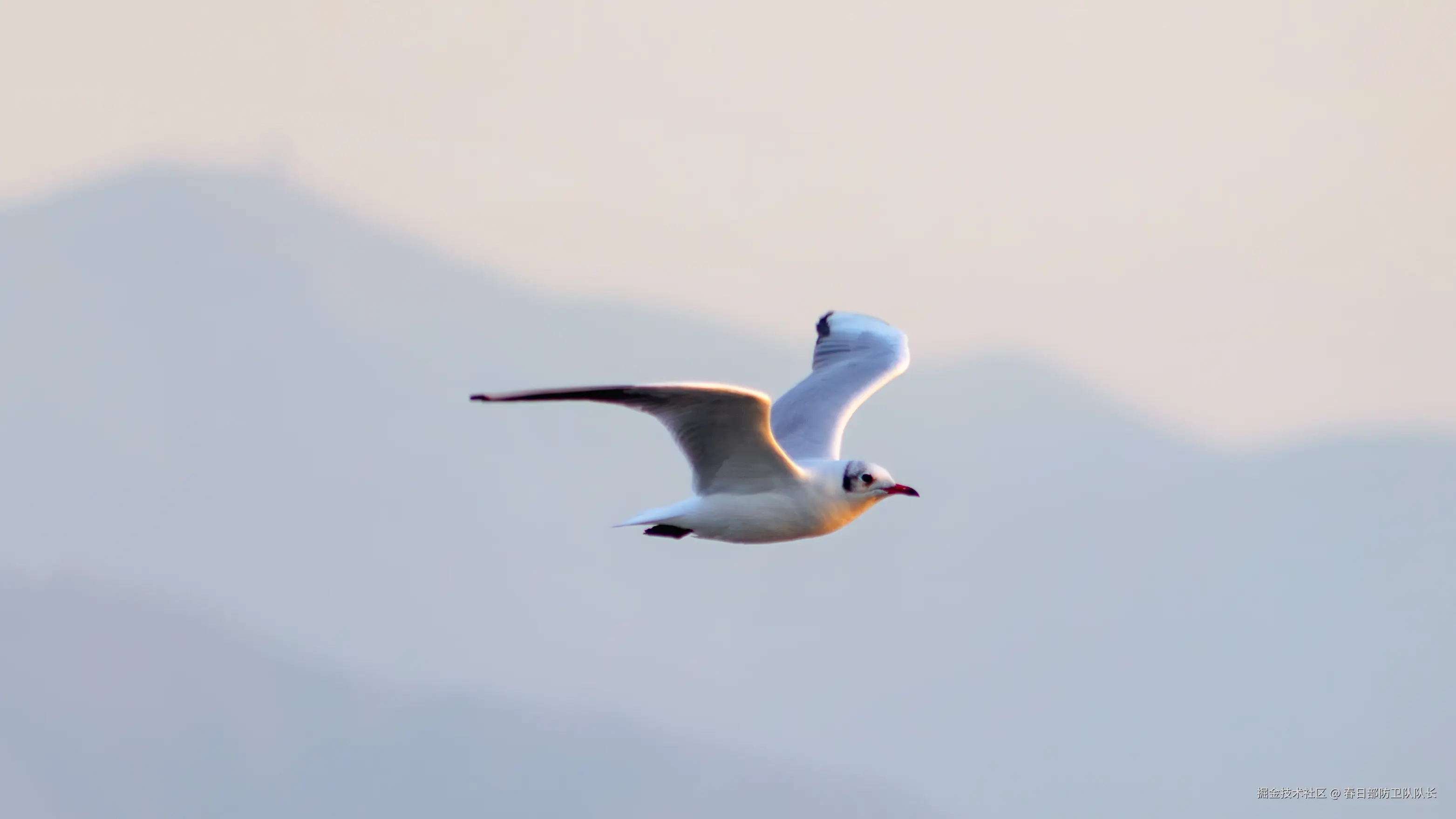 春日部防卫队队长于2024-12-02 09:50发布的图片