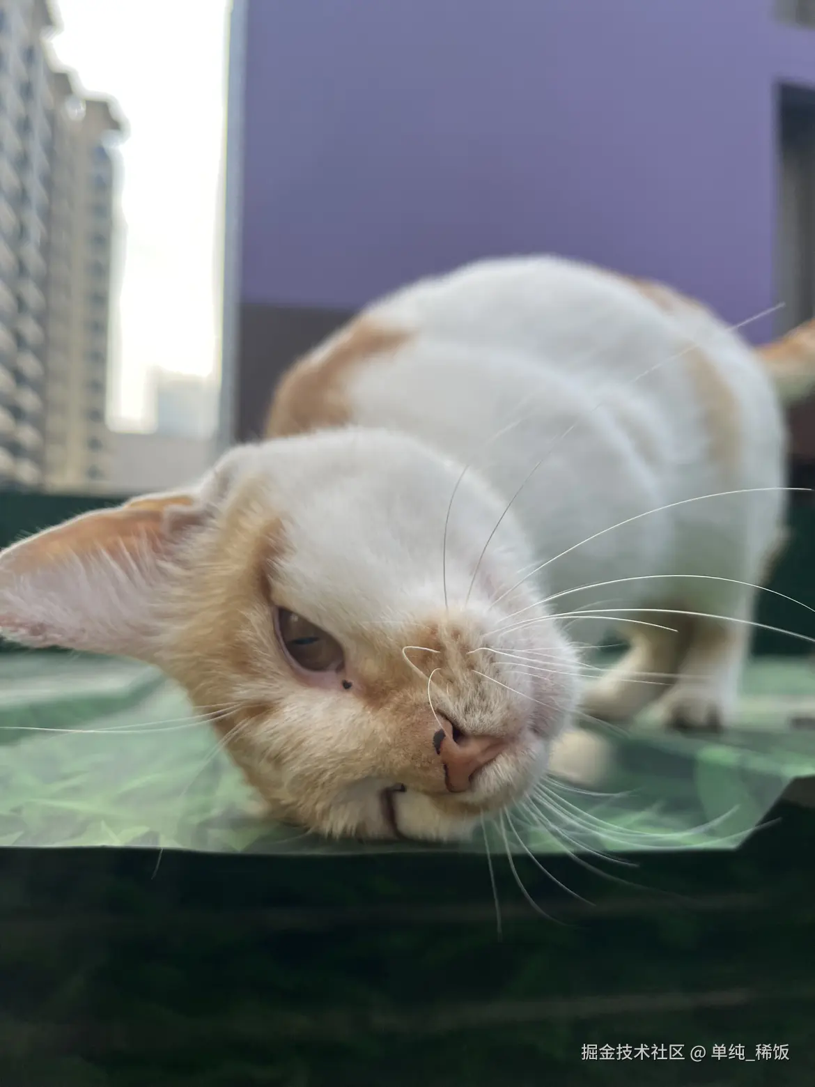 单纯_稀饭于2025-09-24 09:12发布的图片