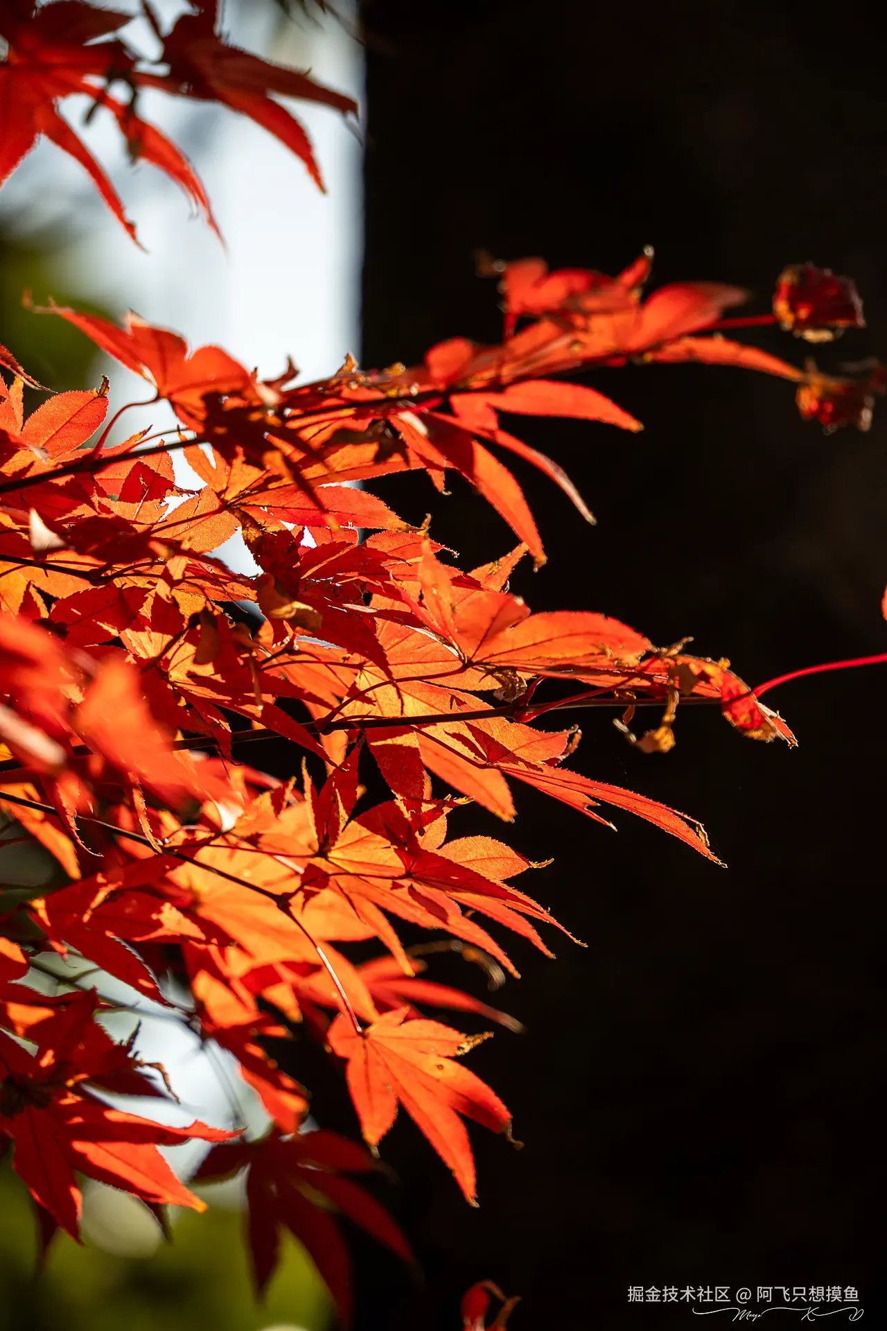 阿飞只想摸鱼于2024-12-20 10:23发布的图片