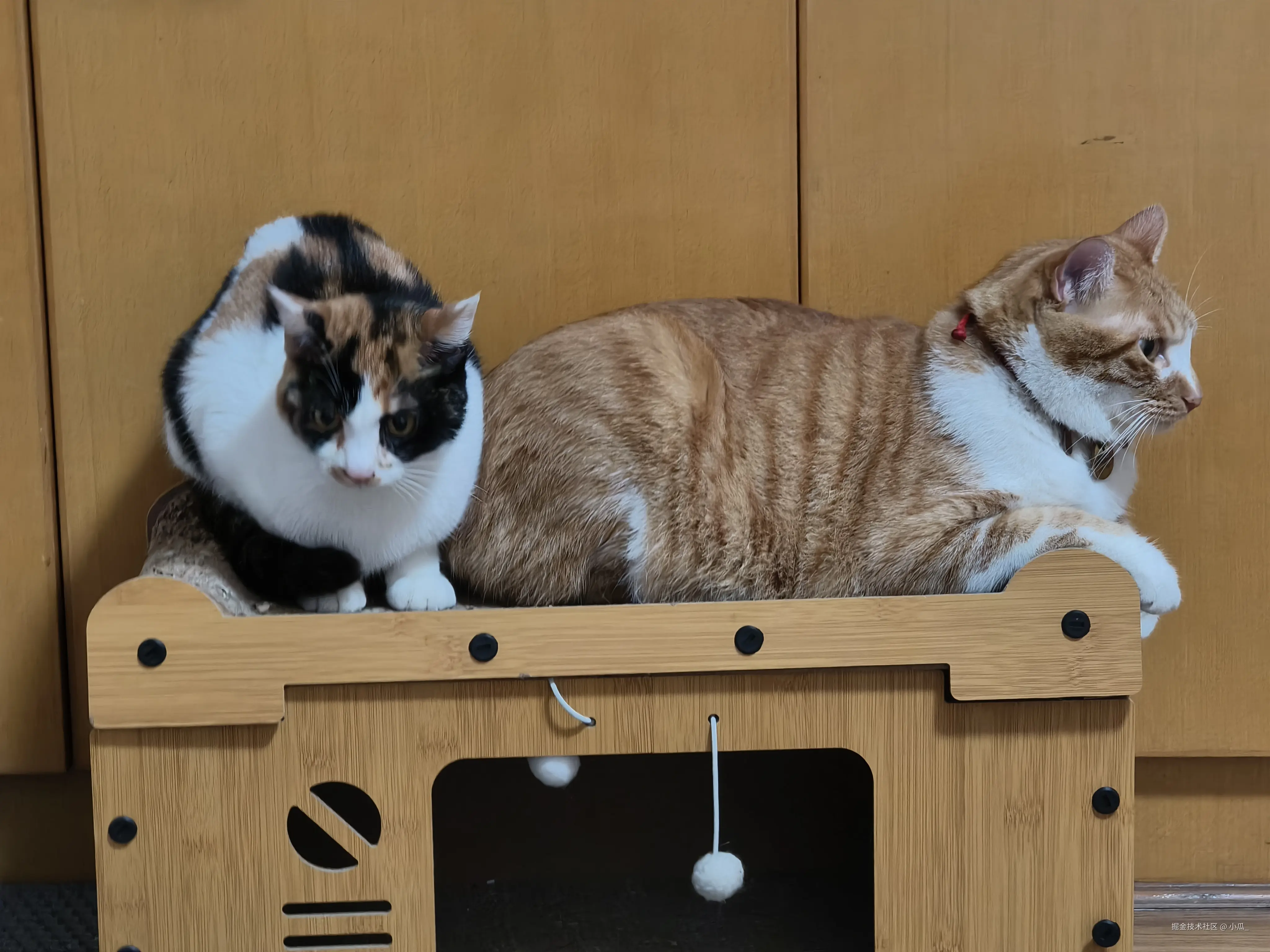 小瓜_于2025-11-11 14:58发布的图片