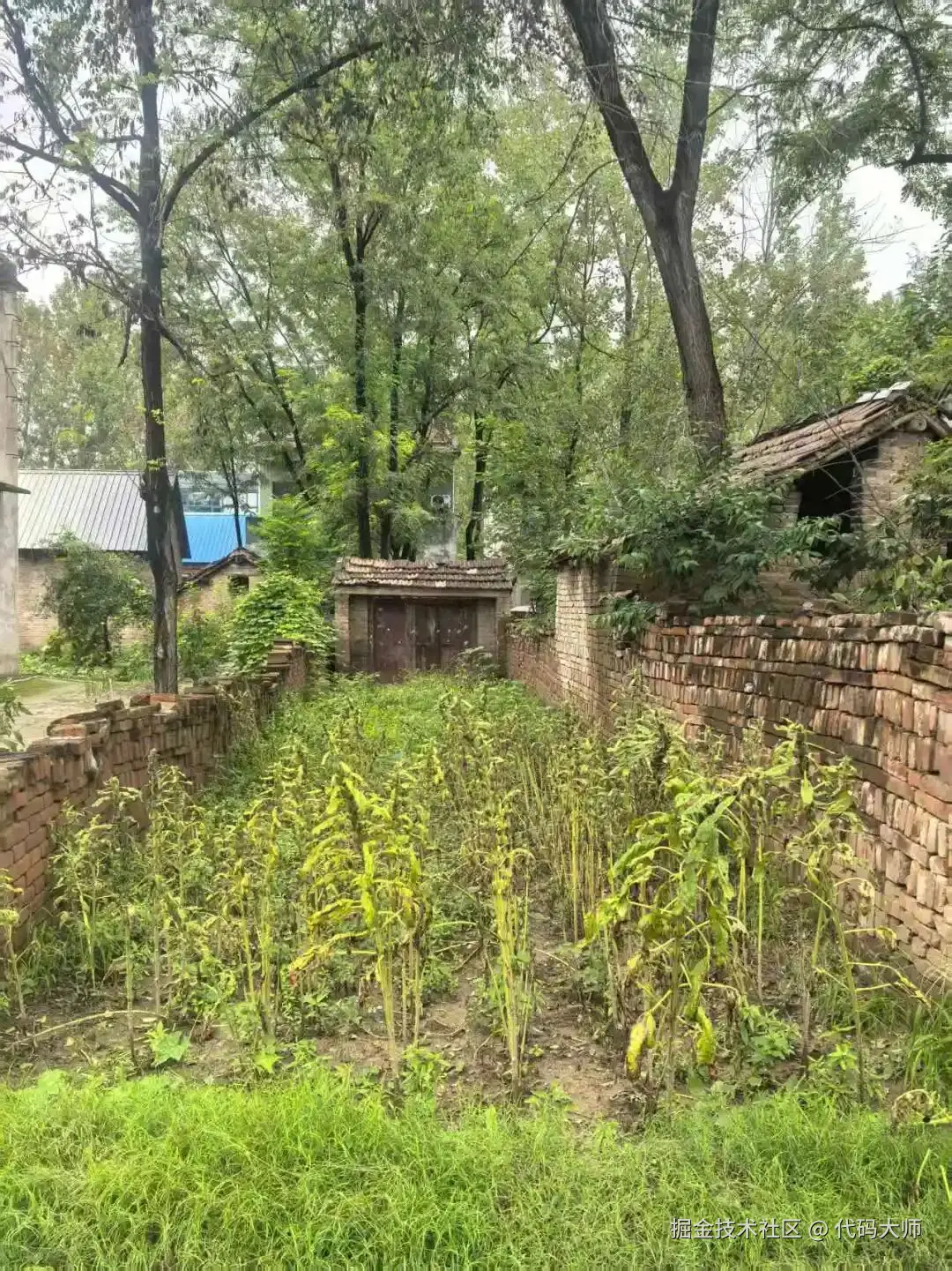 代码大师于2025-09-27 13:48发布的图片