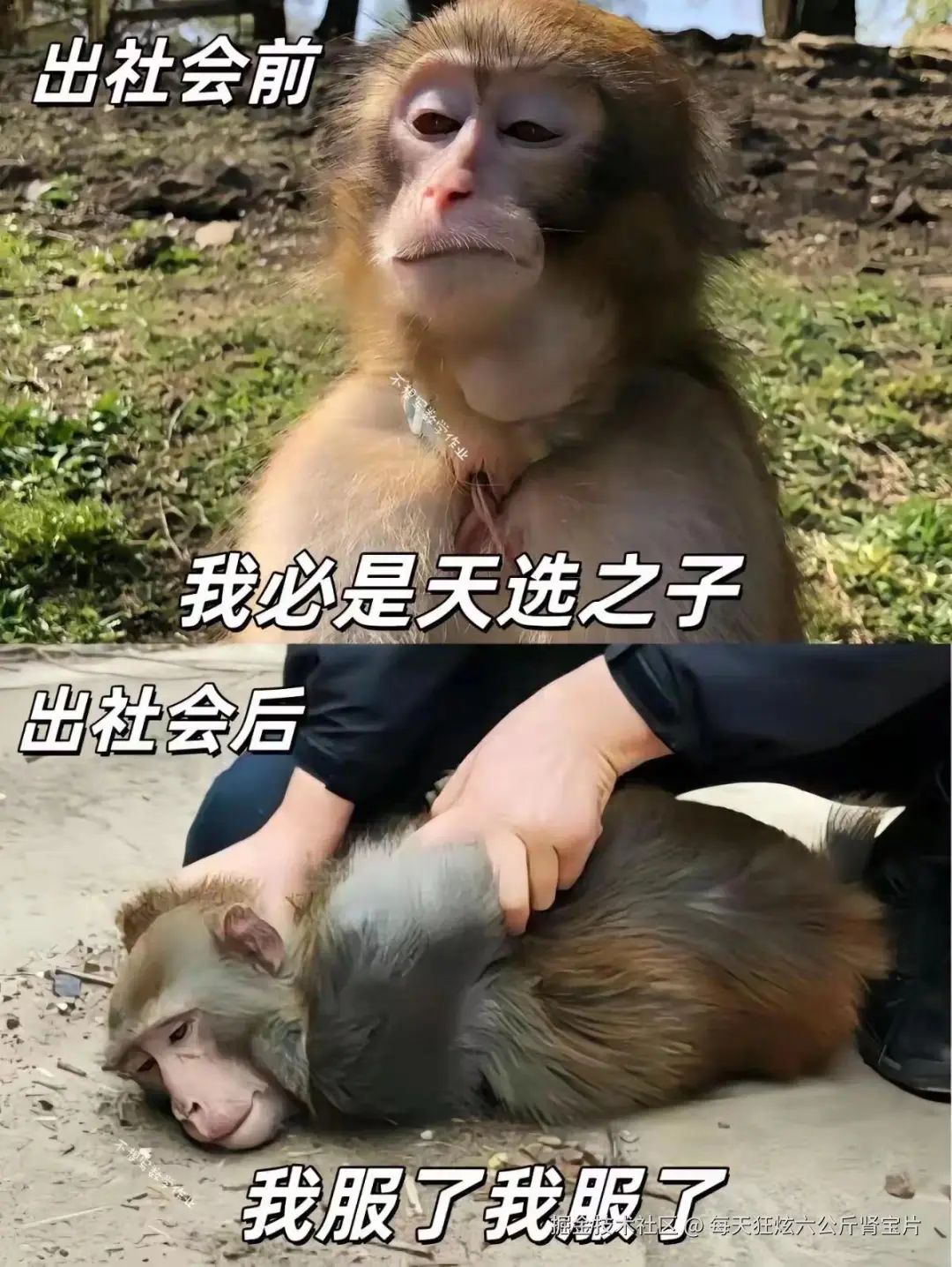 每天狂炫六公斤肾宝片于2024-07-30 16:50发布的图片