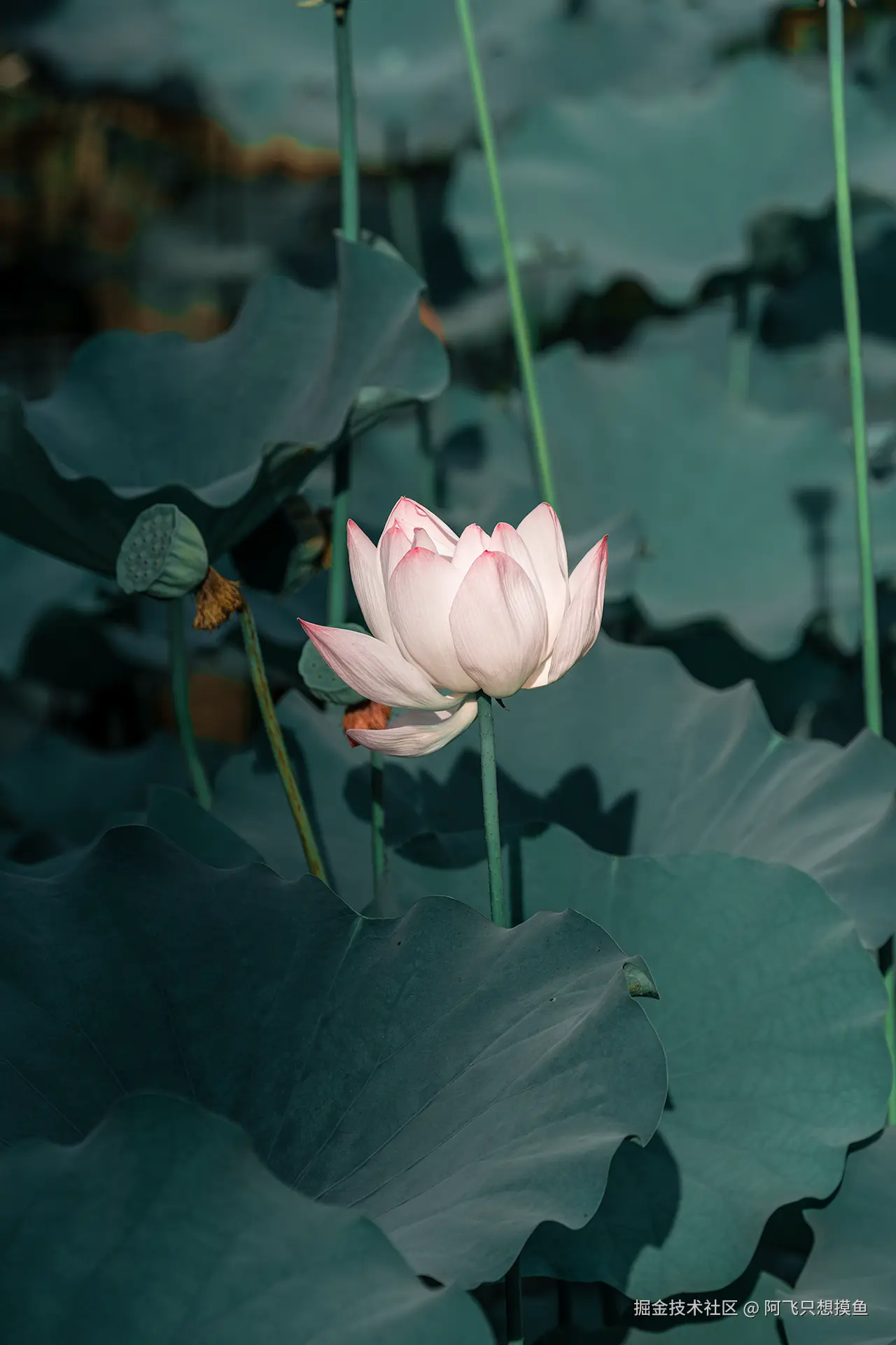 阿飞只想摸鱼于2025-07-16 10:23发布的图片