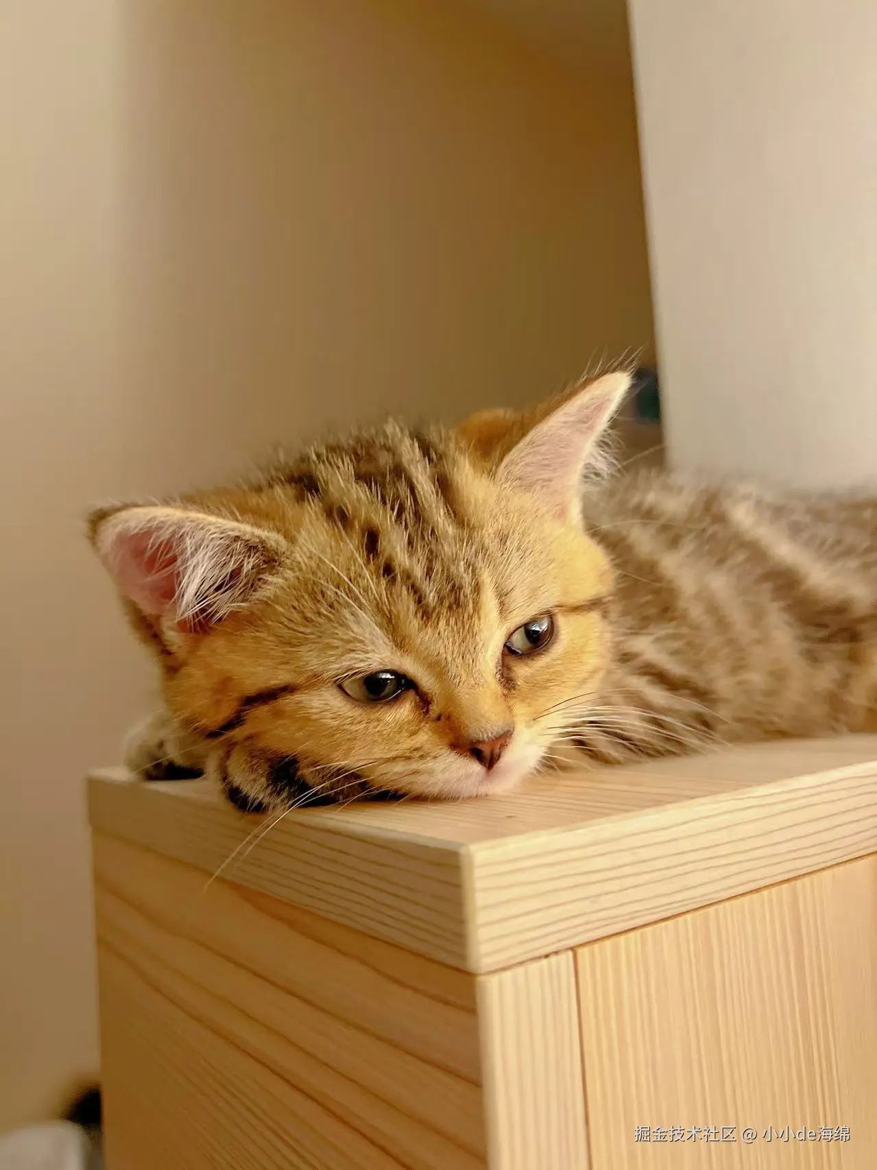 小小de海绵于2025-11-18 17:35发布的图片