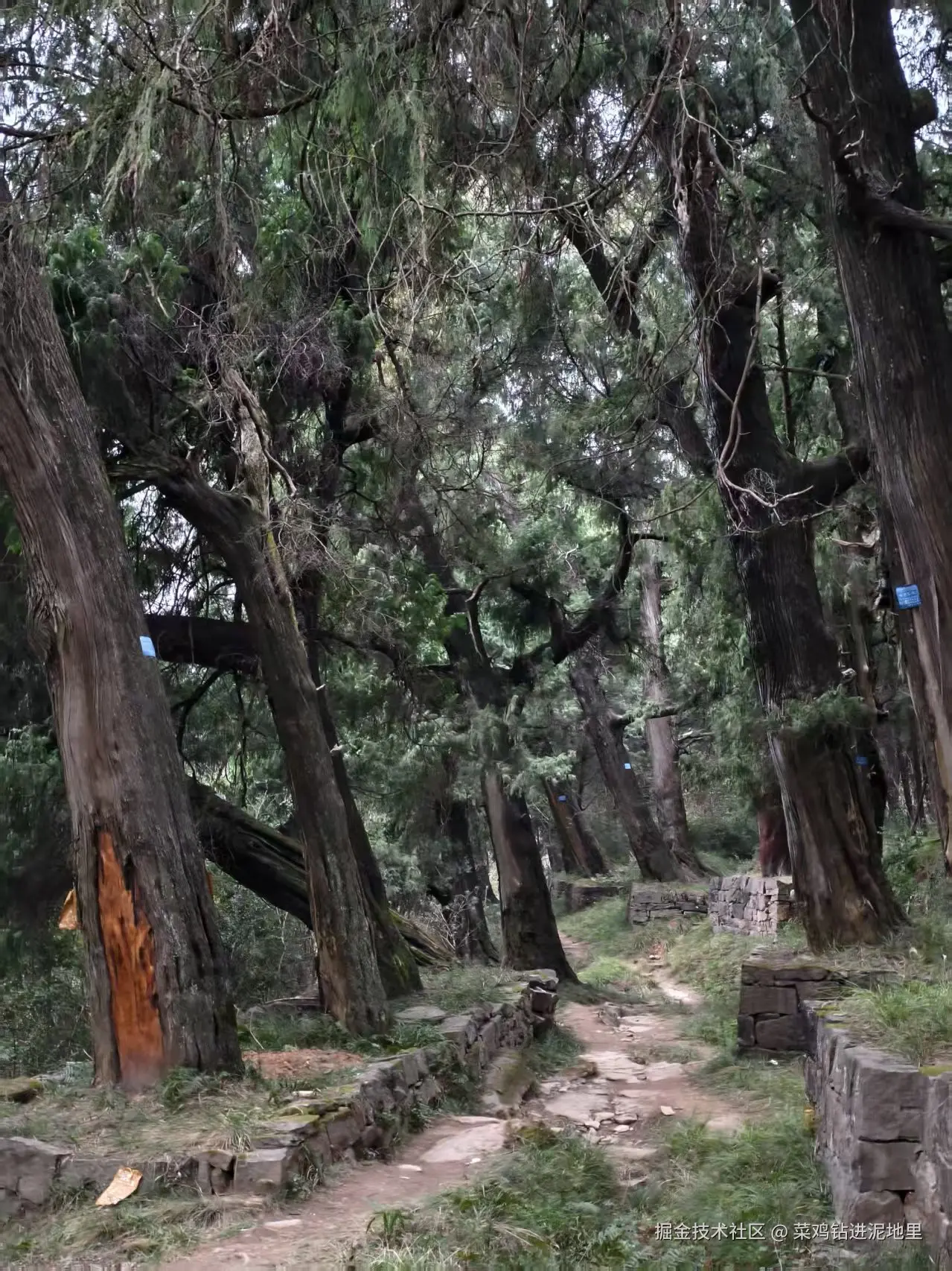 菜鸡钻进泥地里于2026-02-02 01:29发布的图片