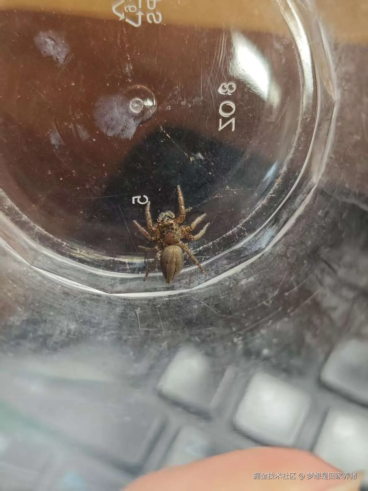 梦想是回家养猪于2025-08-18 16:15发布的图片