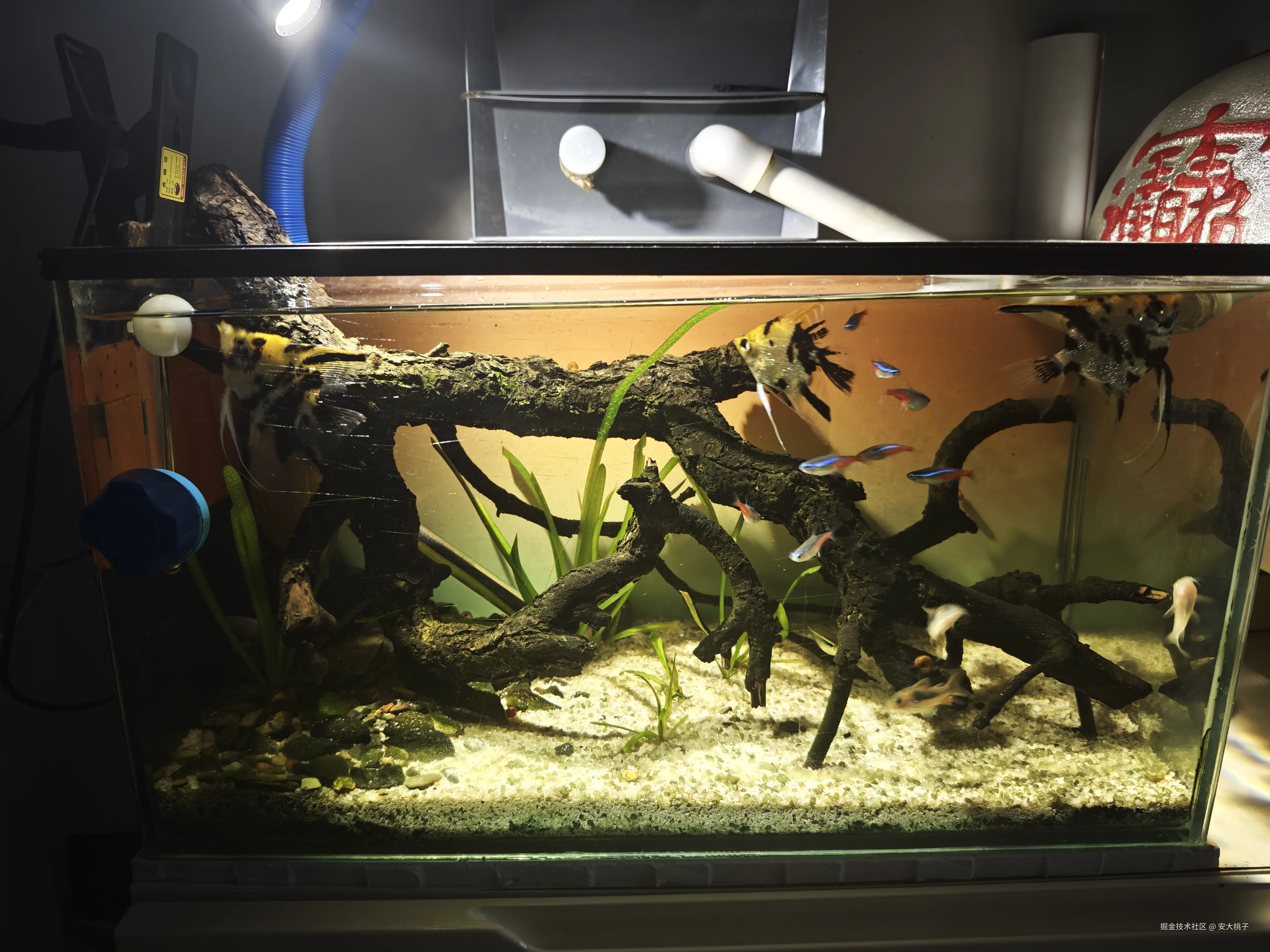 安大桃子于2026-03-26 11:17发布的图片