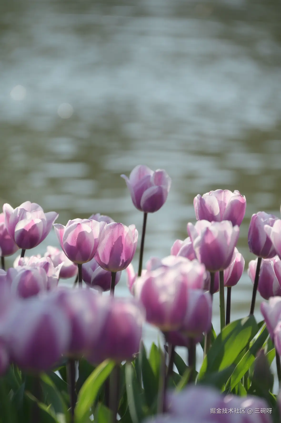 三碗呀于2026-03-06 10:27发布的图片