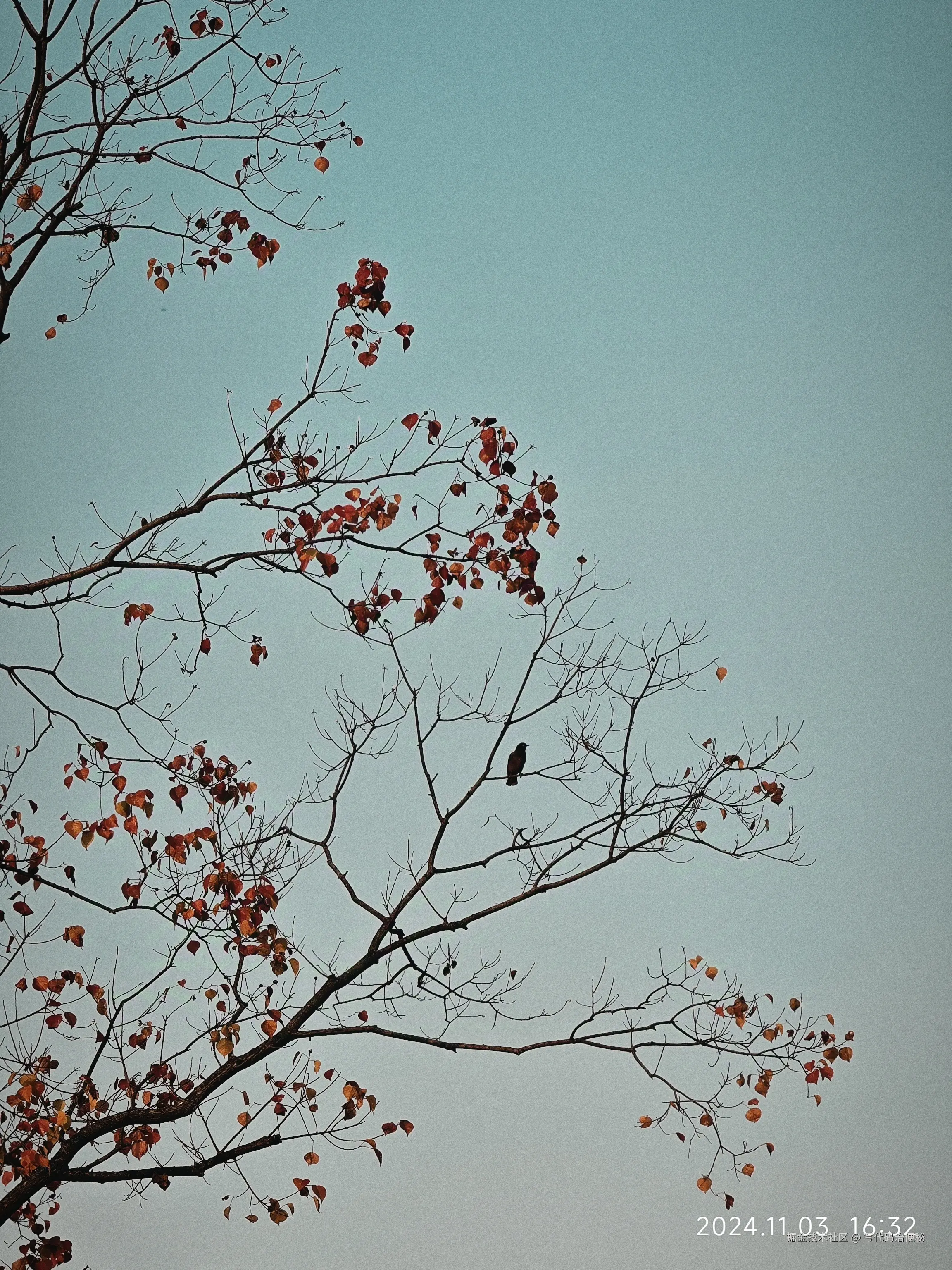 写代码治便秘于2024-11-11 10:38发布的图片