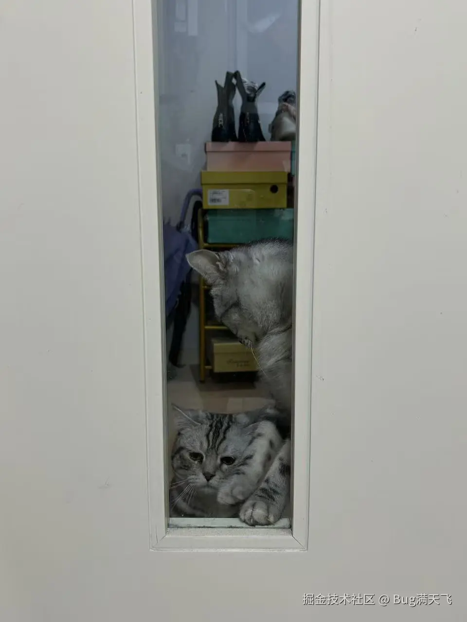 Bug满天飞于2025-02-14 07:39发布的图片