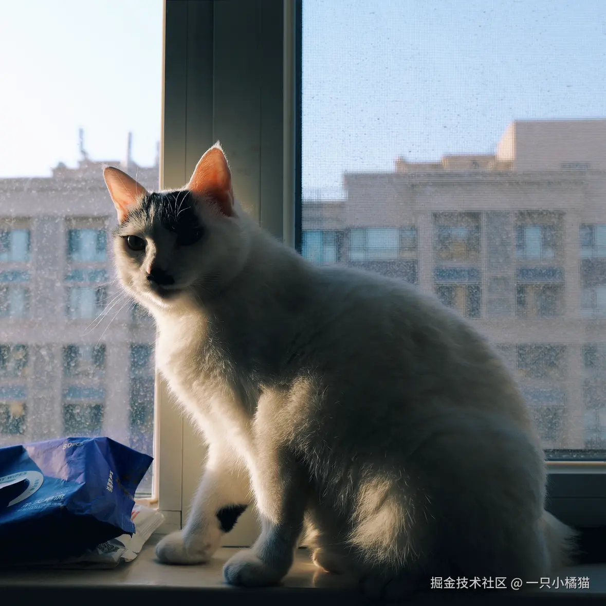 一只小橘猫于2026-06-15 02:27发布的图片