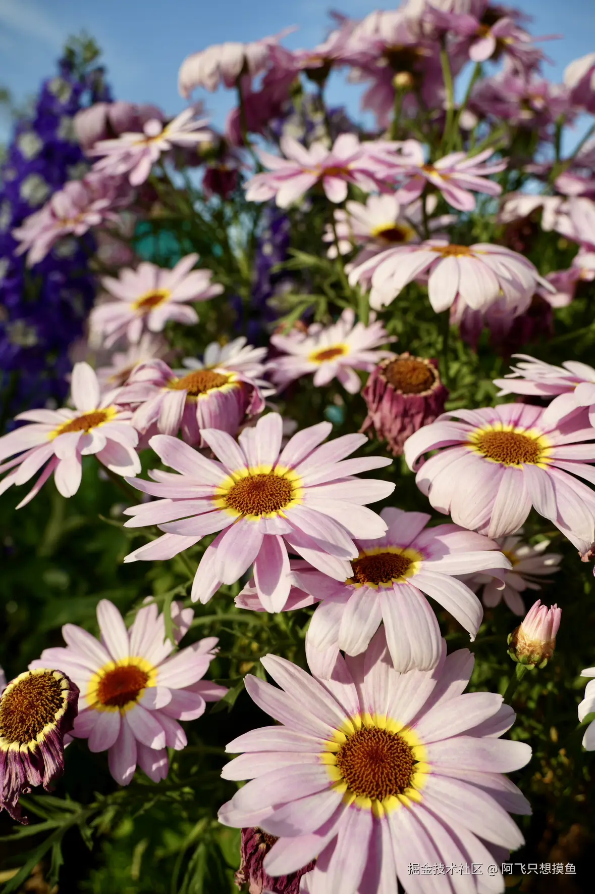 阿飞只想摸鱼于2025-05-30 13:56发布的图片