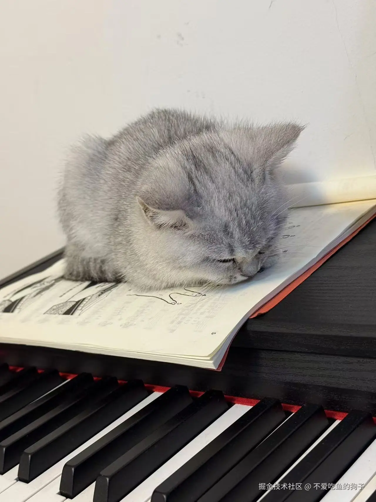 不爱吃鱼的狗子于2024-11-08 12:00发布的图片