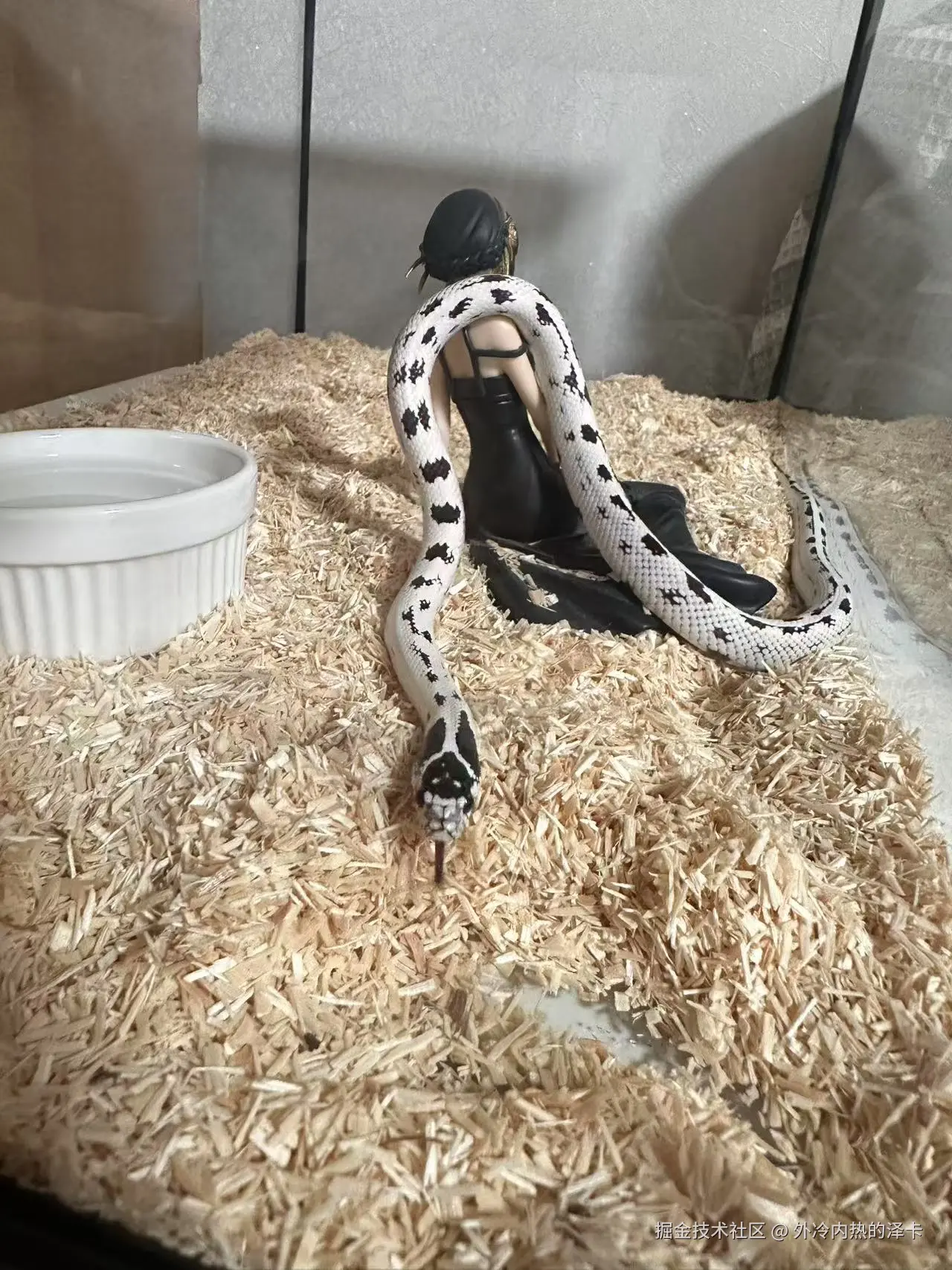 外冷内热的泽卡于2025-08-18 15:55发布的图片