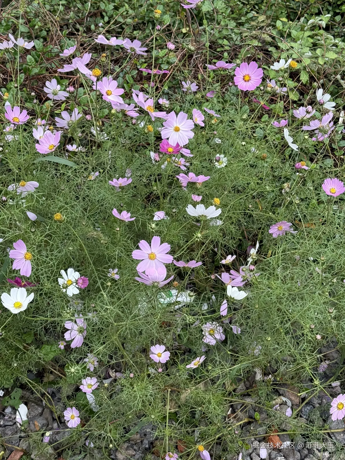 菲菲大王于2025-11-10 15:30发布的图片