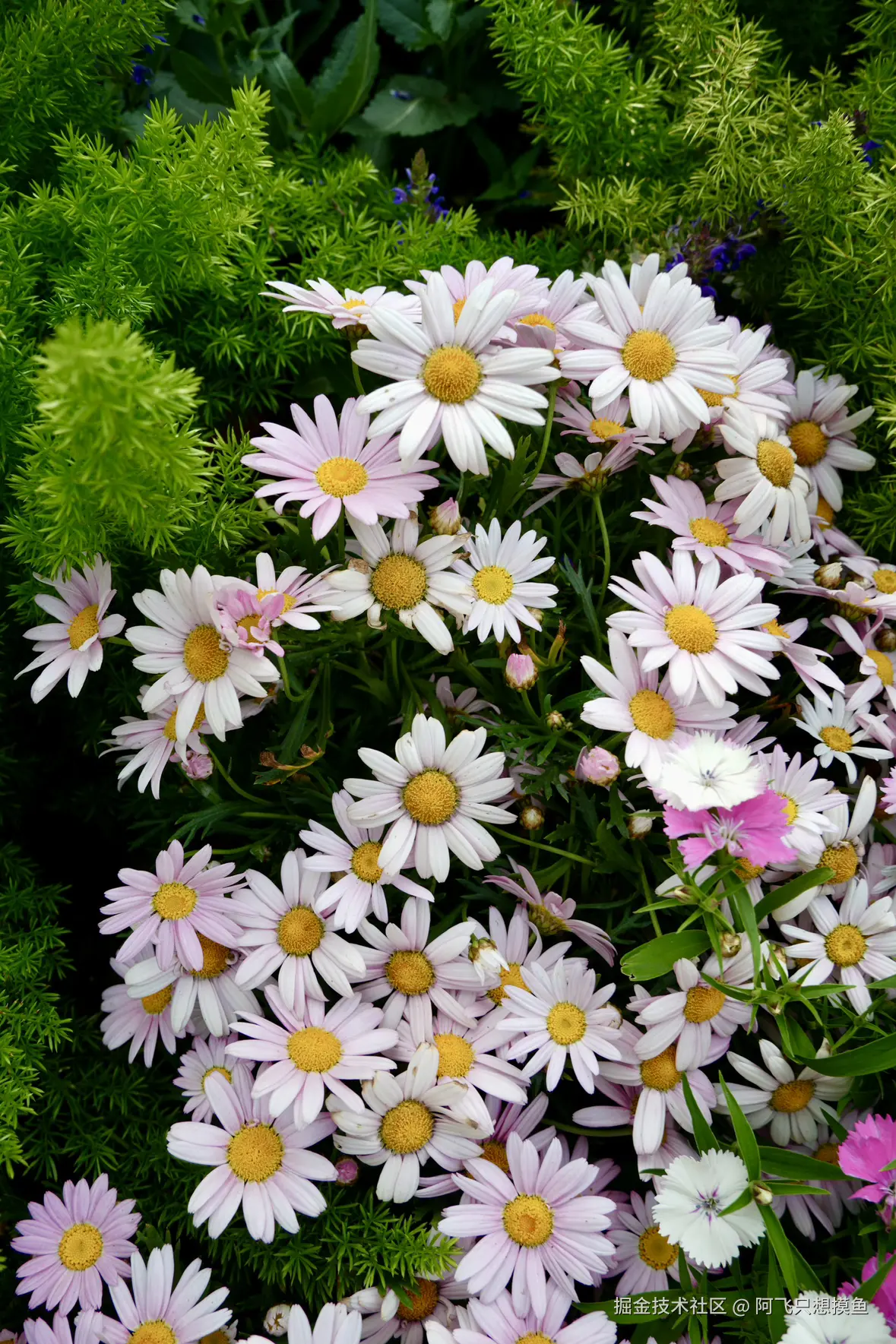 阿飞只想摸鱼于2025-05-30 13:58发布的图片