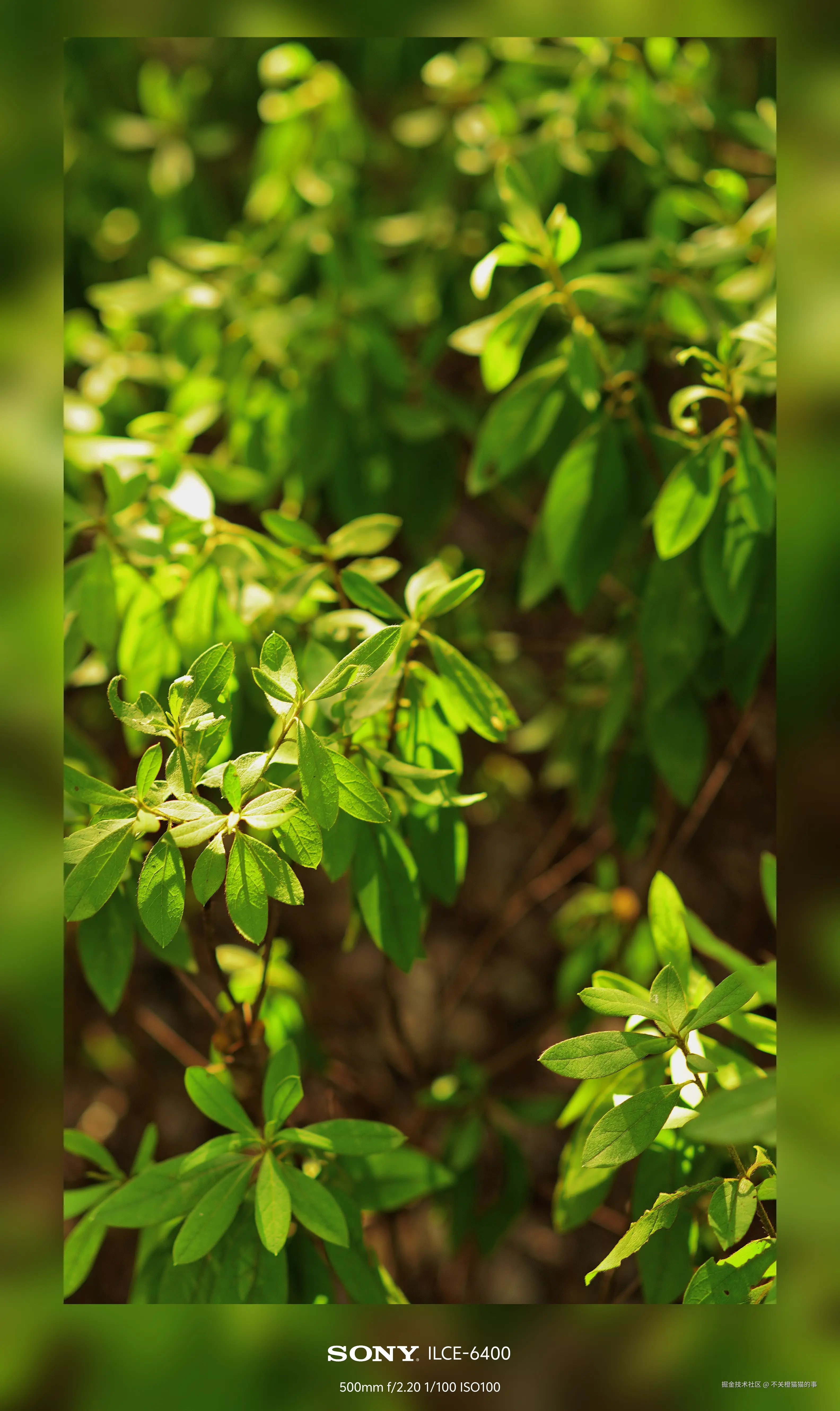 不关橙猫猫的事于2024-08-06 16:58发布的图片