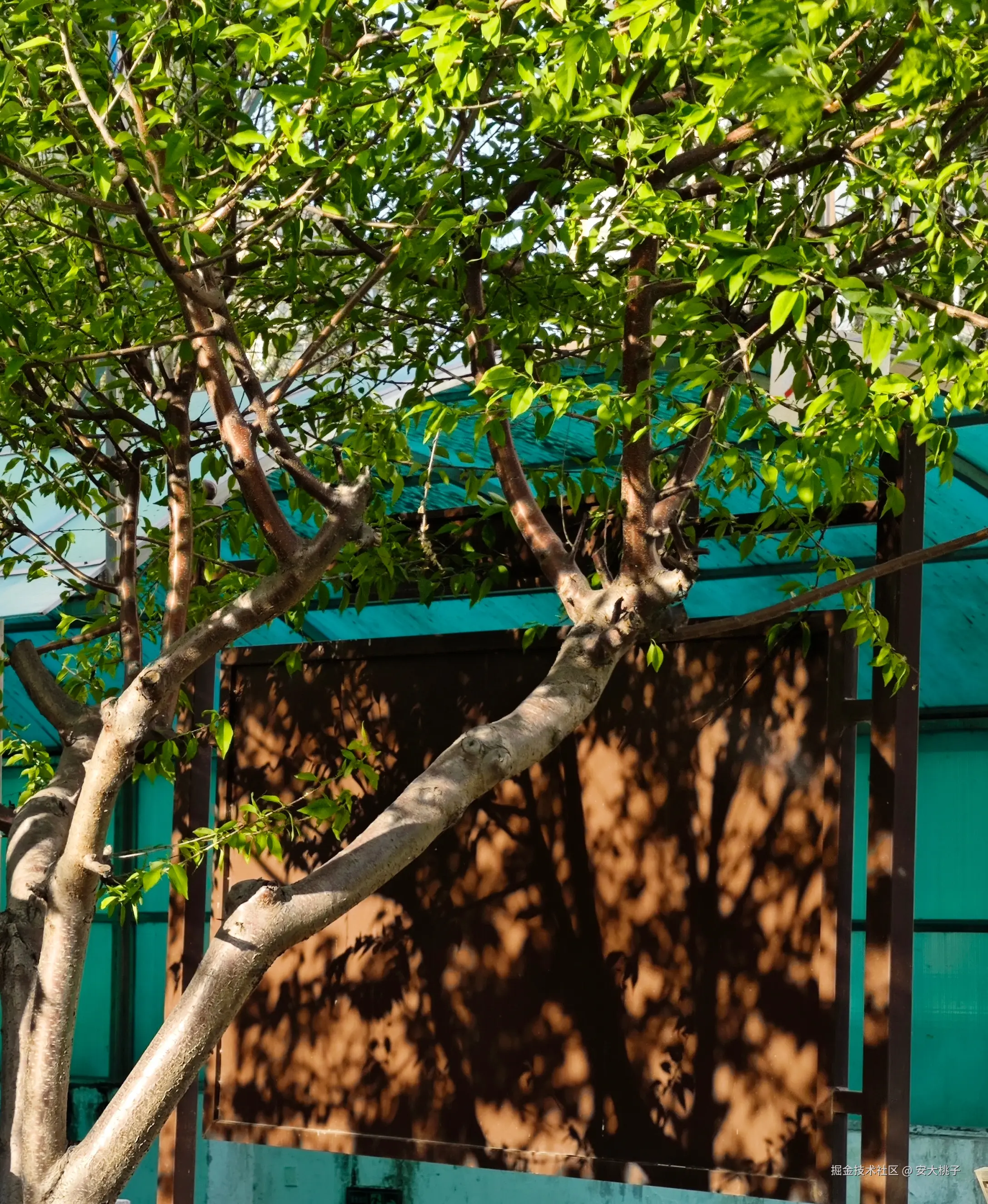 安大桃子于2026-04-12 05:30发布的图片