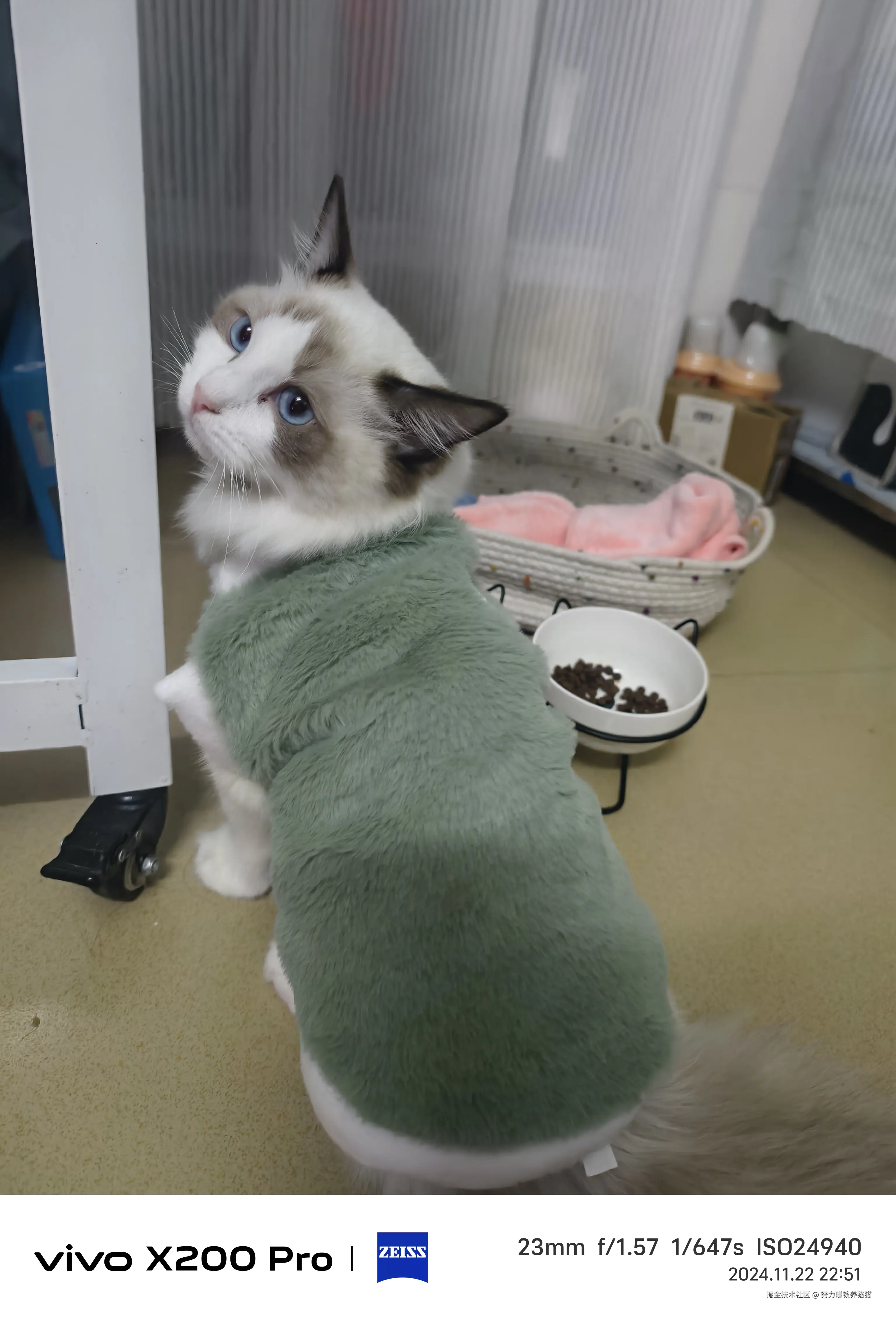 努力赚钱养猫猫于2024-11-23 10:11发布的图片