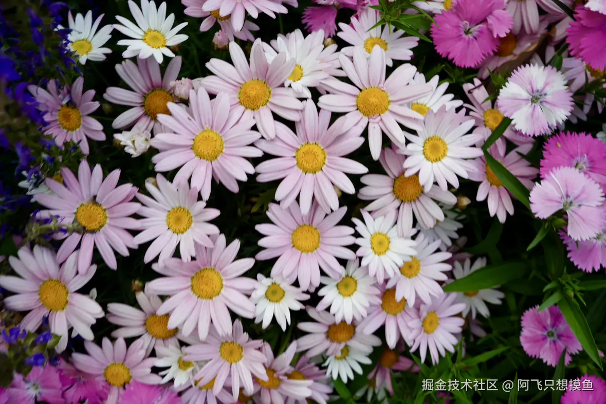 阿飞只想摸鱼于2025-05-30 13:58发布的图片