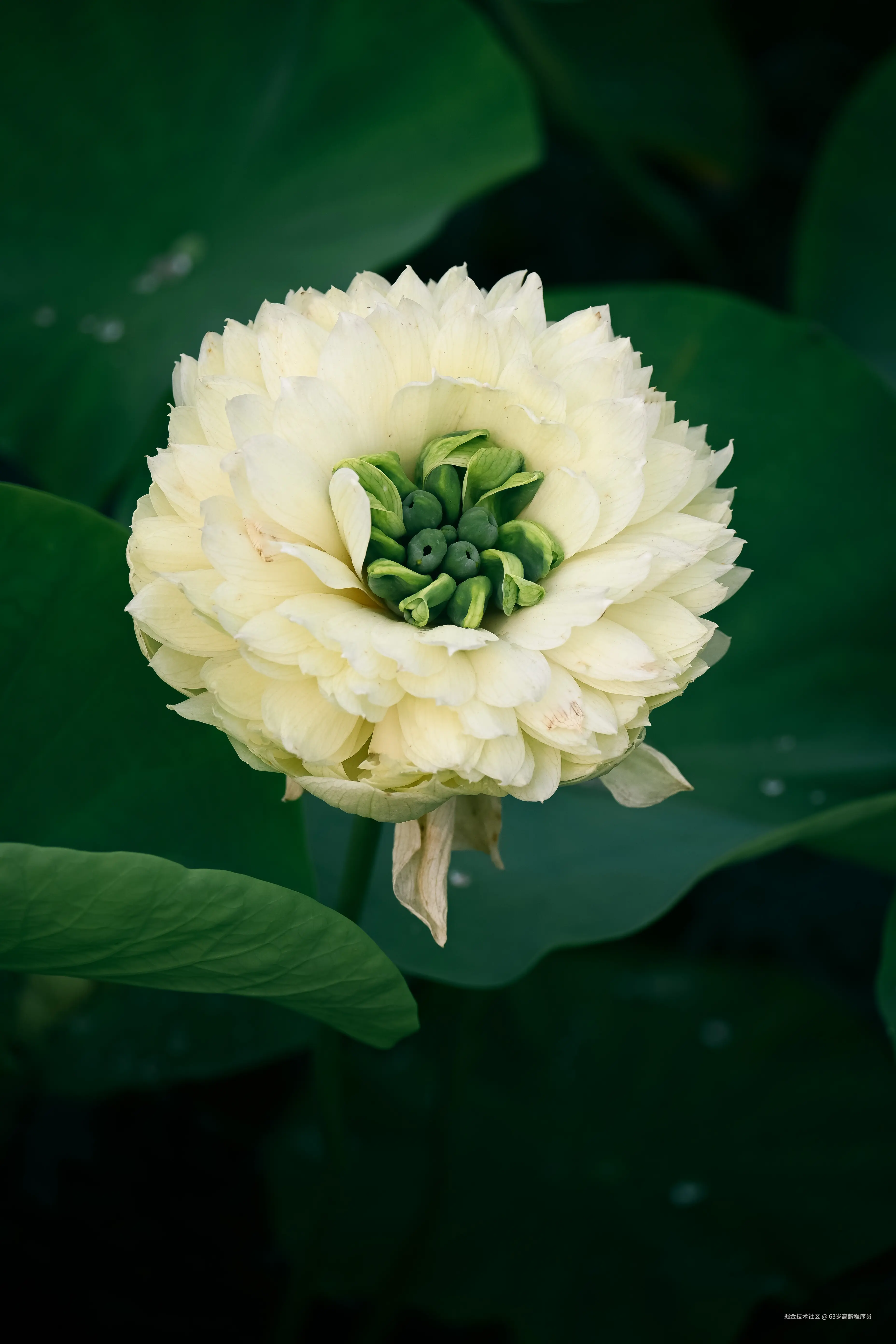 63岁高龄程序员于2025-06-30 16:37发布的图片