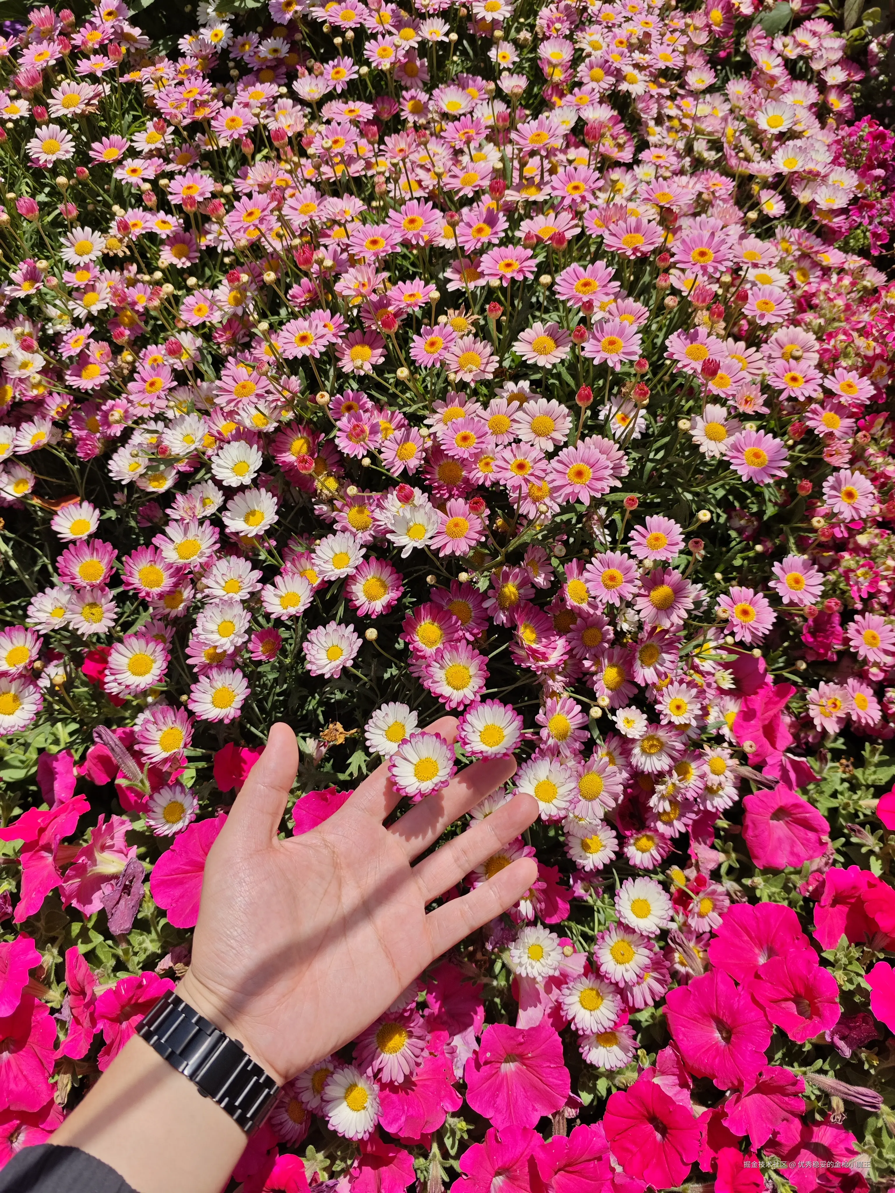 优秀稳妥的金枪小魔王于2025-04-15 13:28发布的图片