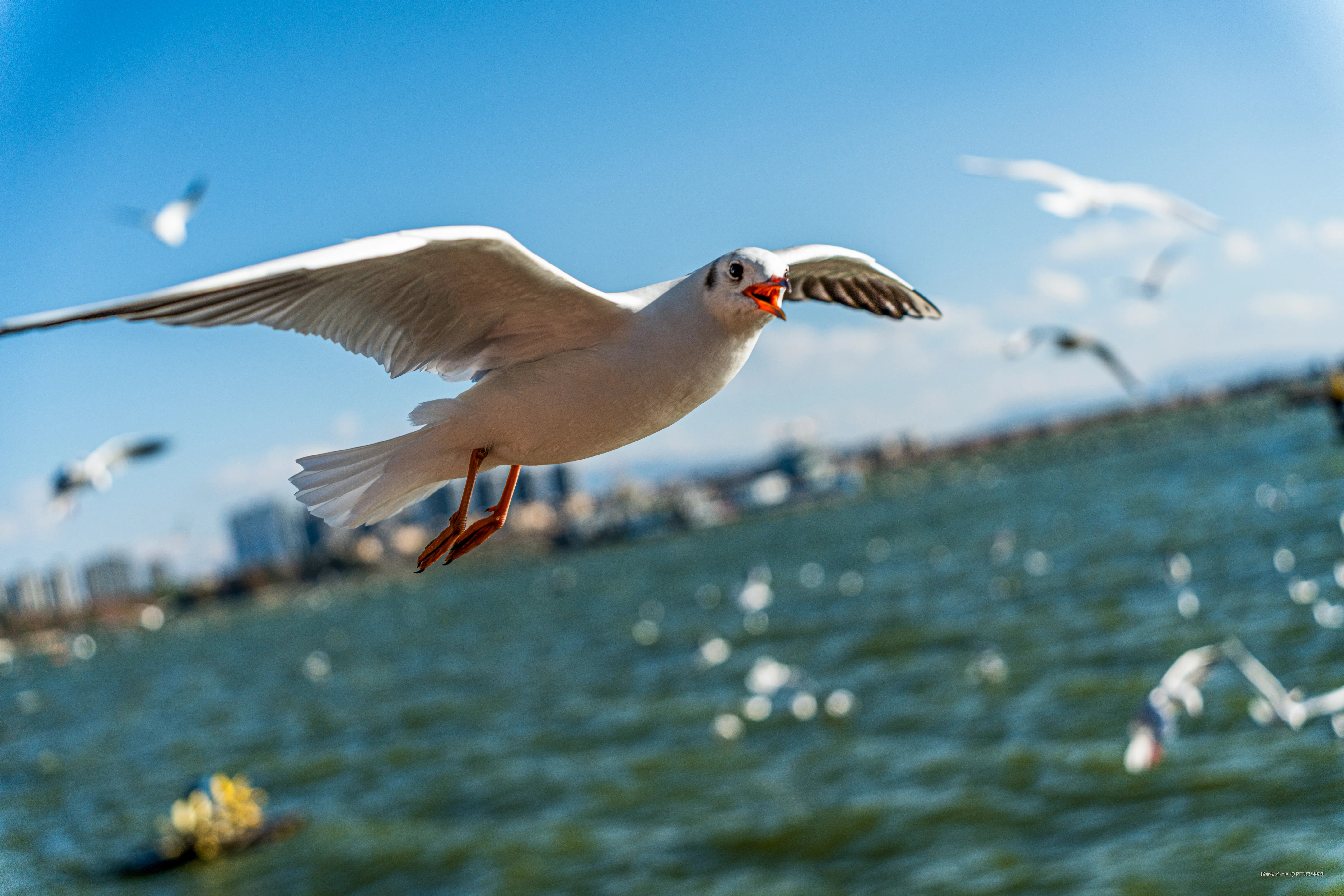 阿飞只想摸鱼于2026-02-11 14:37发布的图片
