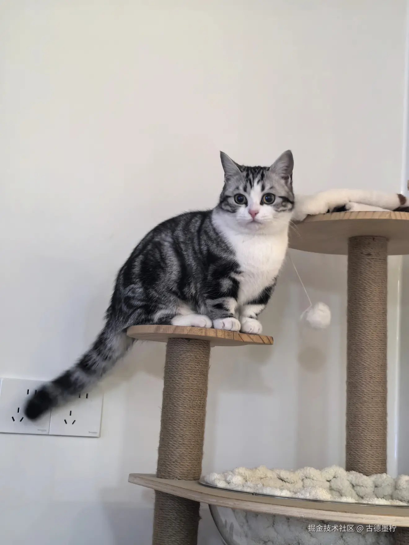 古德墨柠于2026-02-12 16:24发布的图片