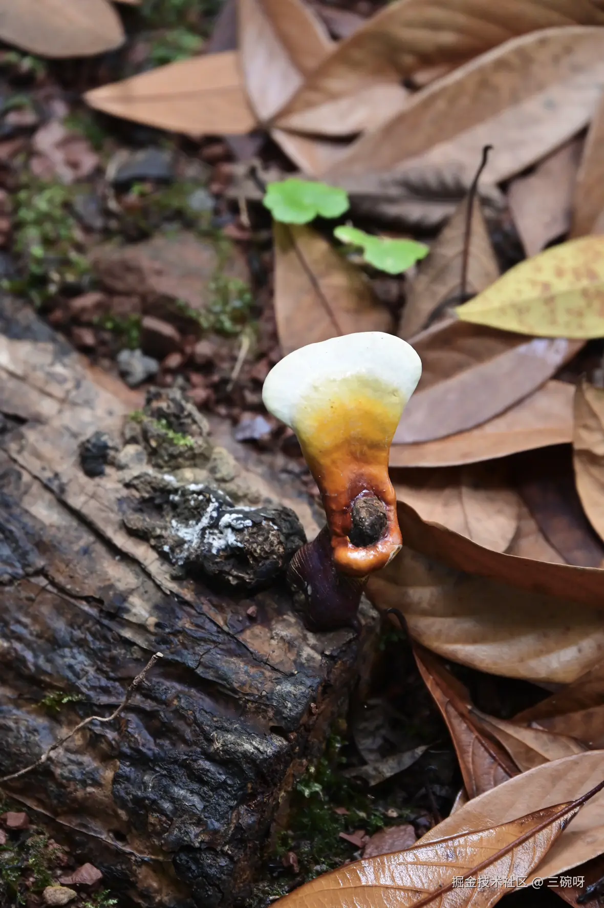 三碗呀于2025-07-07 10:07发布的图片