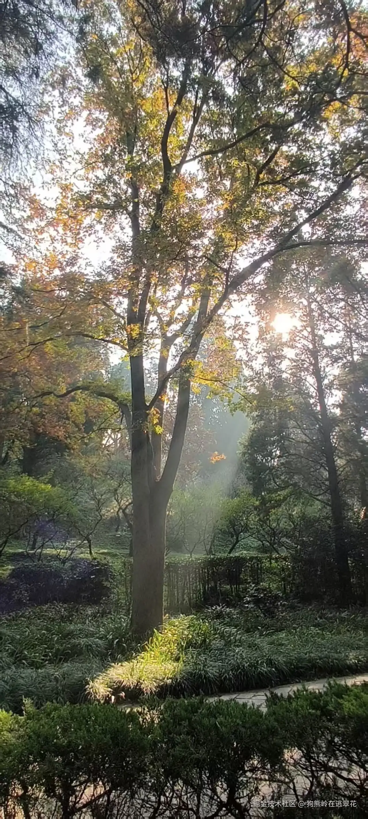 狗熊岭在逃翠花于2025-11-17 11:08发布的图片