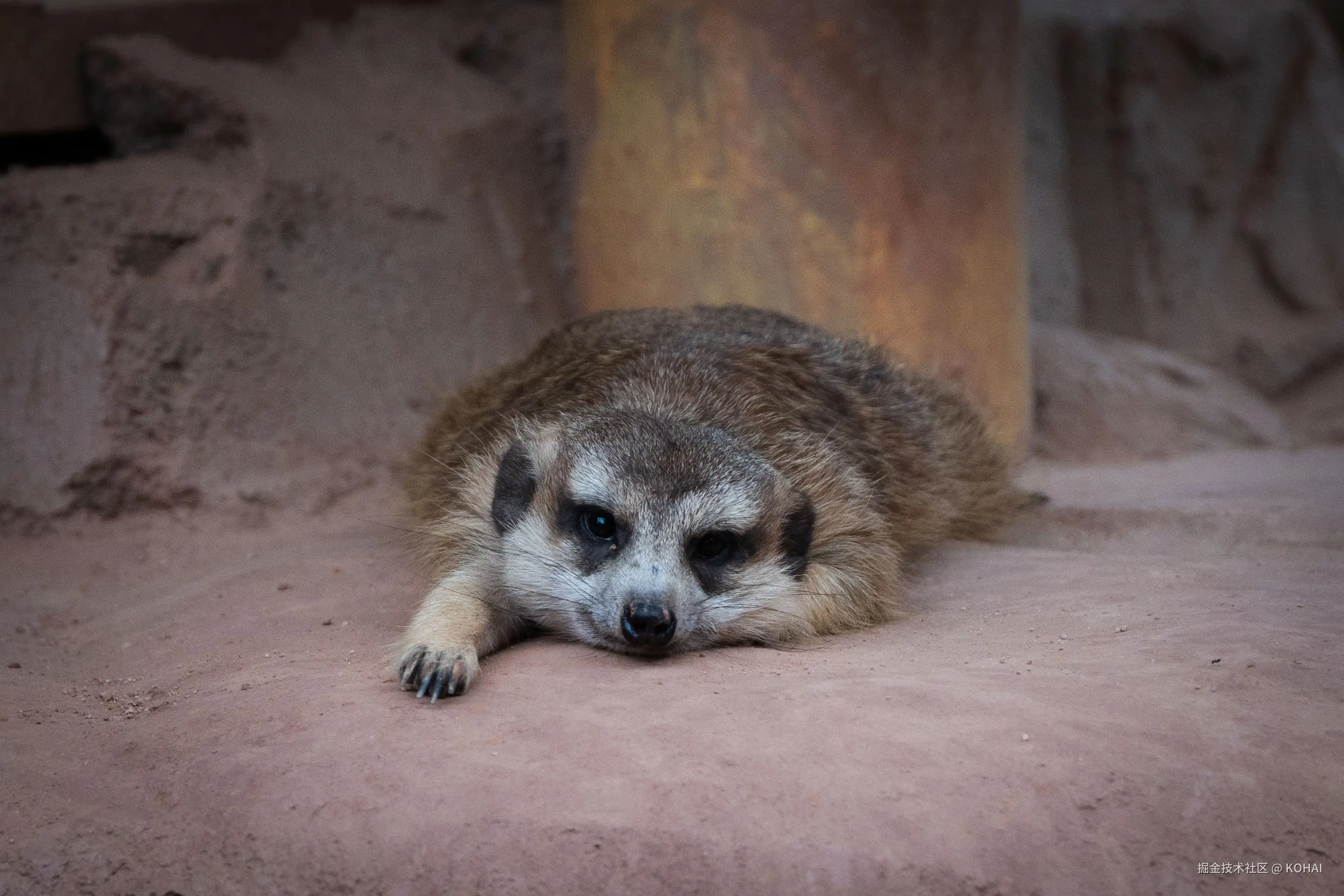 KOHAI于2024-11-04 23:36发布的图片