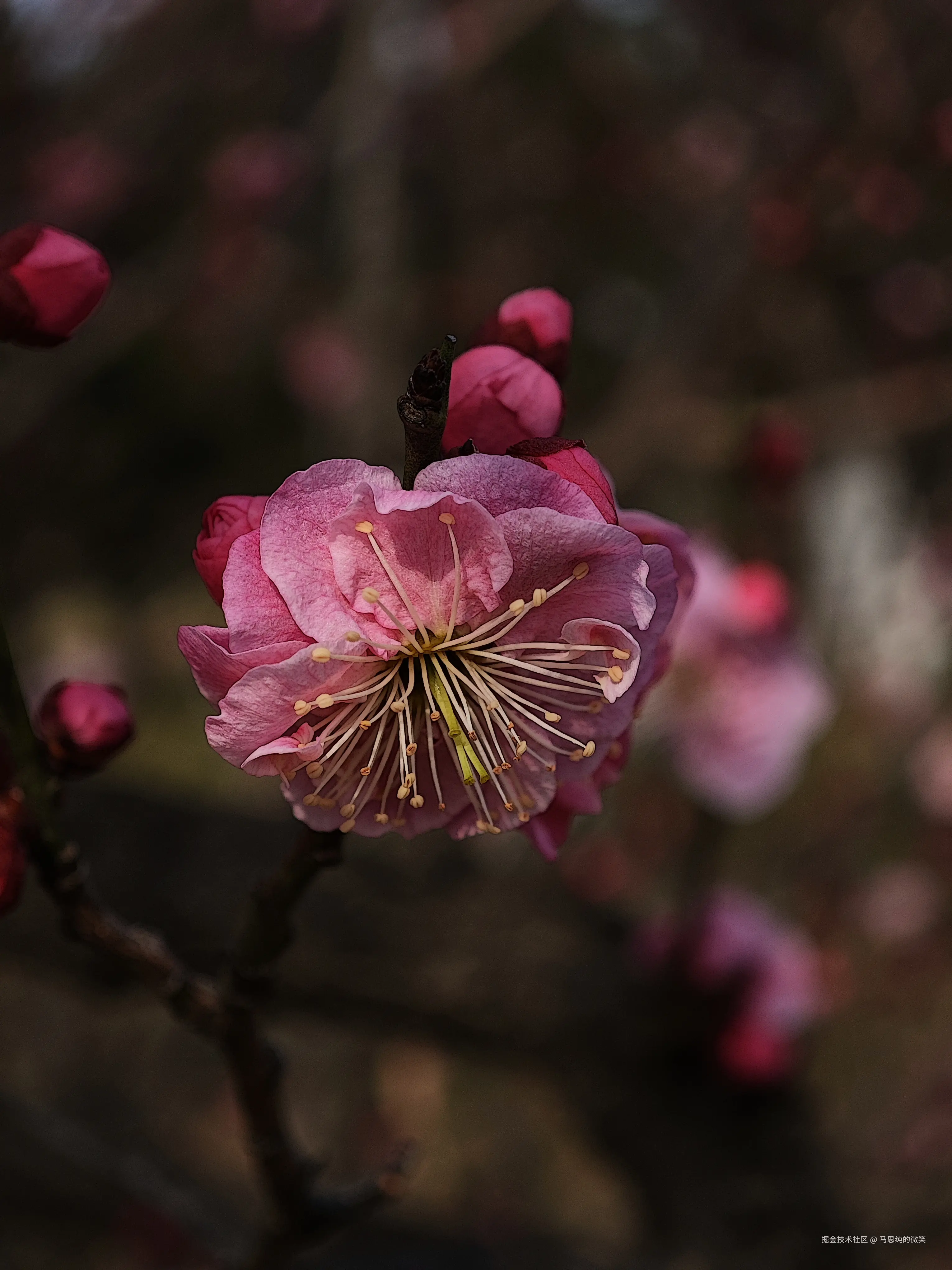 马思纯的微笑于2025-03-13 13:33发布的图片