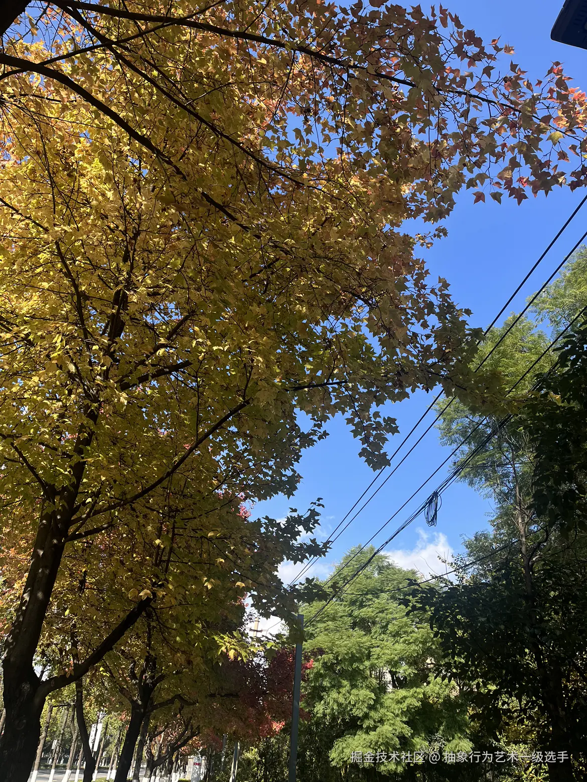 抽象行为艺术一级选手于2025-11-25 11:21发布的图片