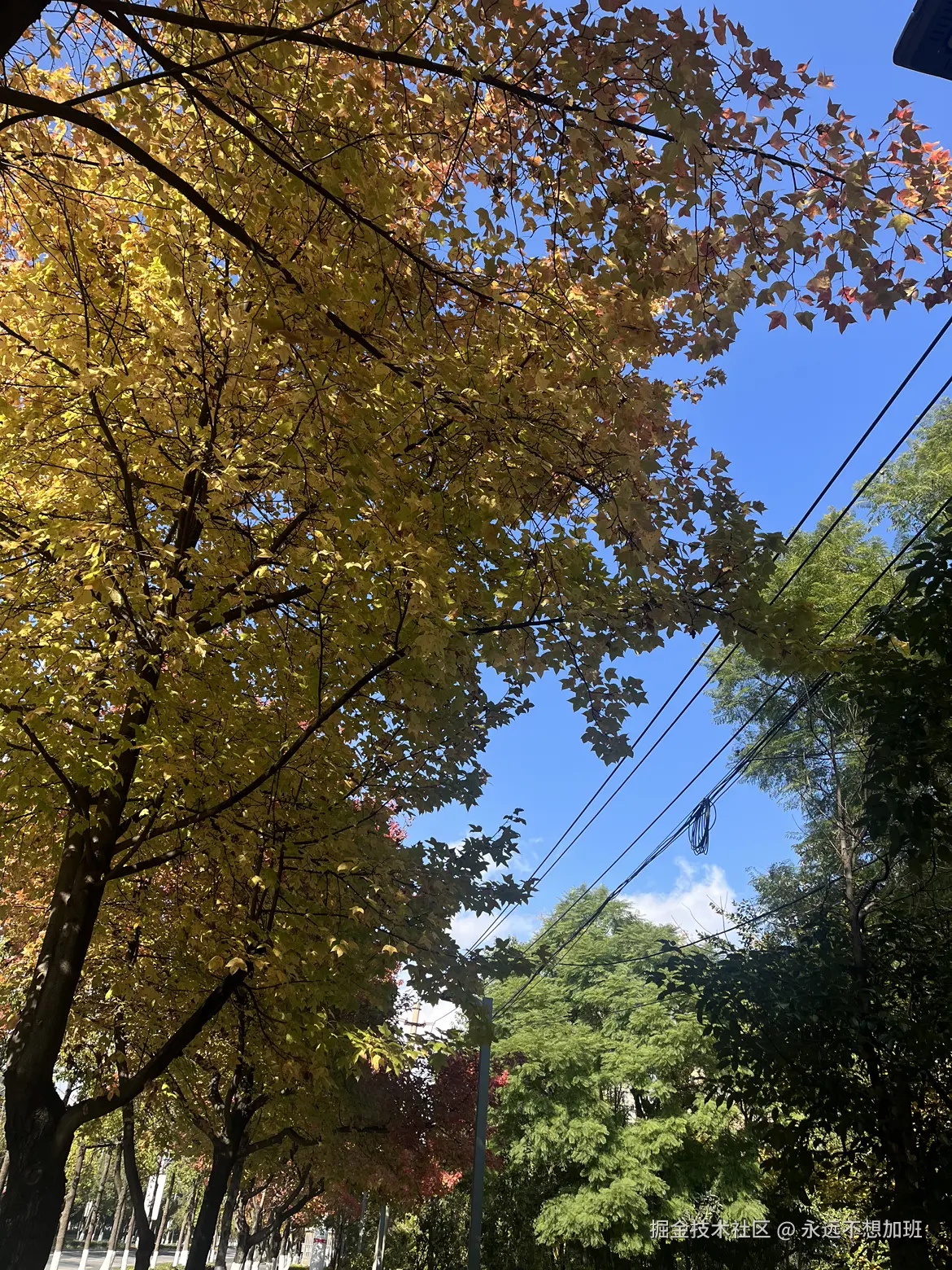 永远不想加班于2025-11-25 11:21发布的图片