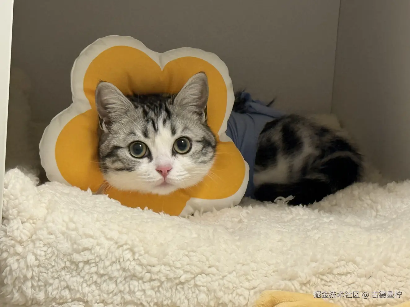 古德墨柠于2026-01-26 16:09发布的图片