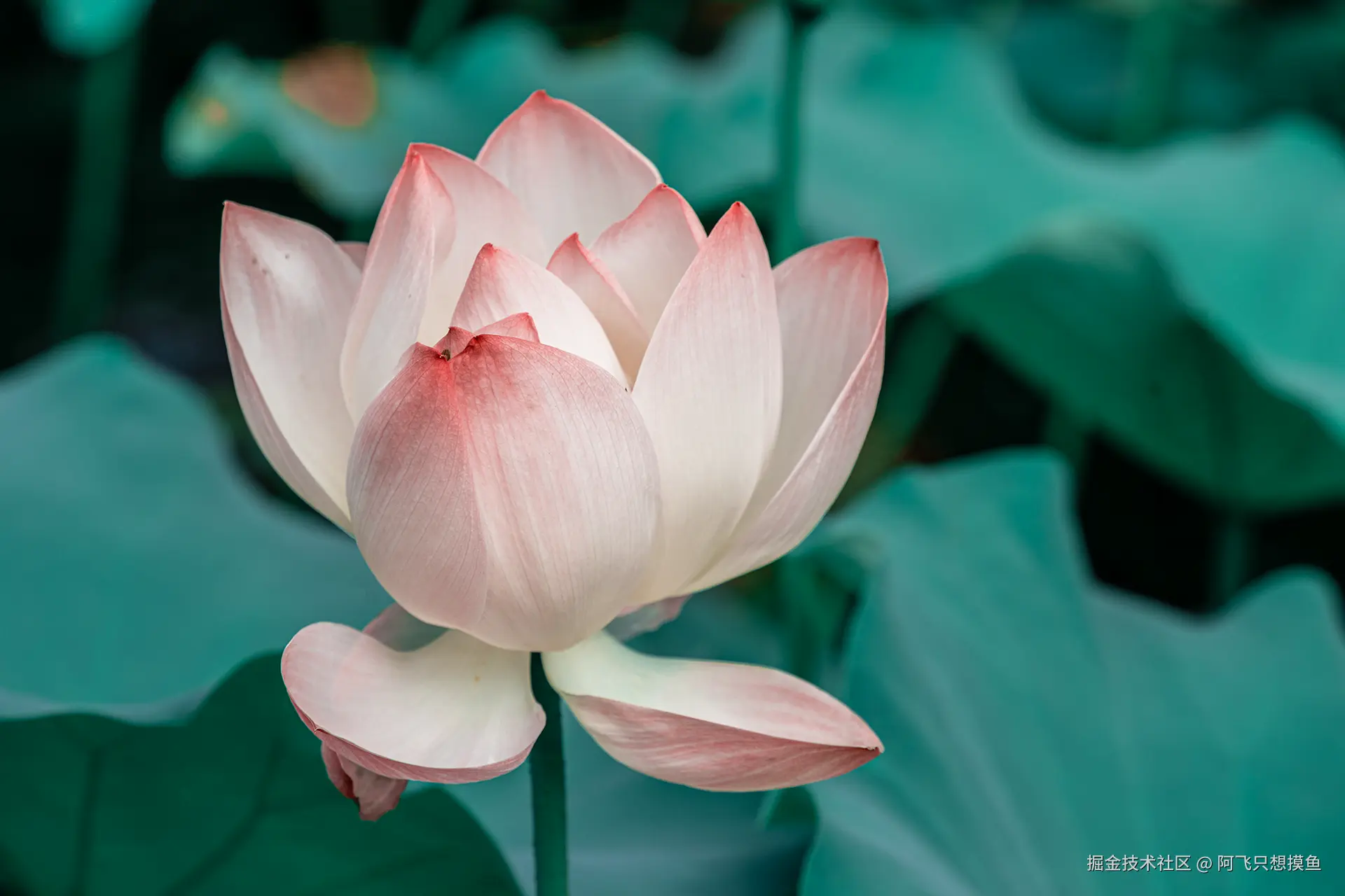 阿飞只想摸鱼于2025-07-16 02:23发布的图片