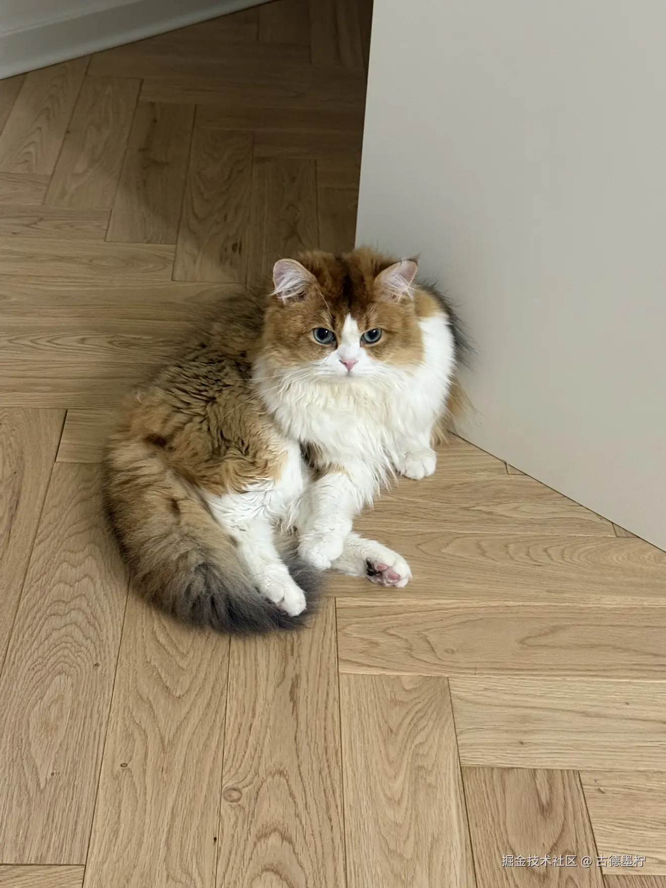 古德墨柠于2025-07-15 08:54发布的图片