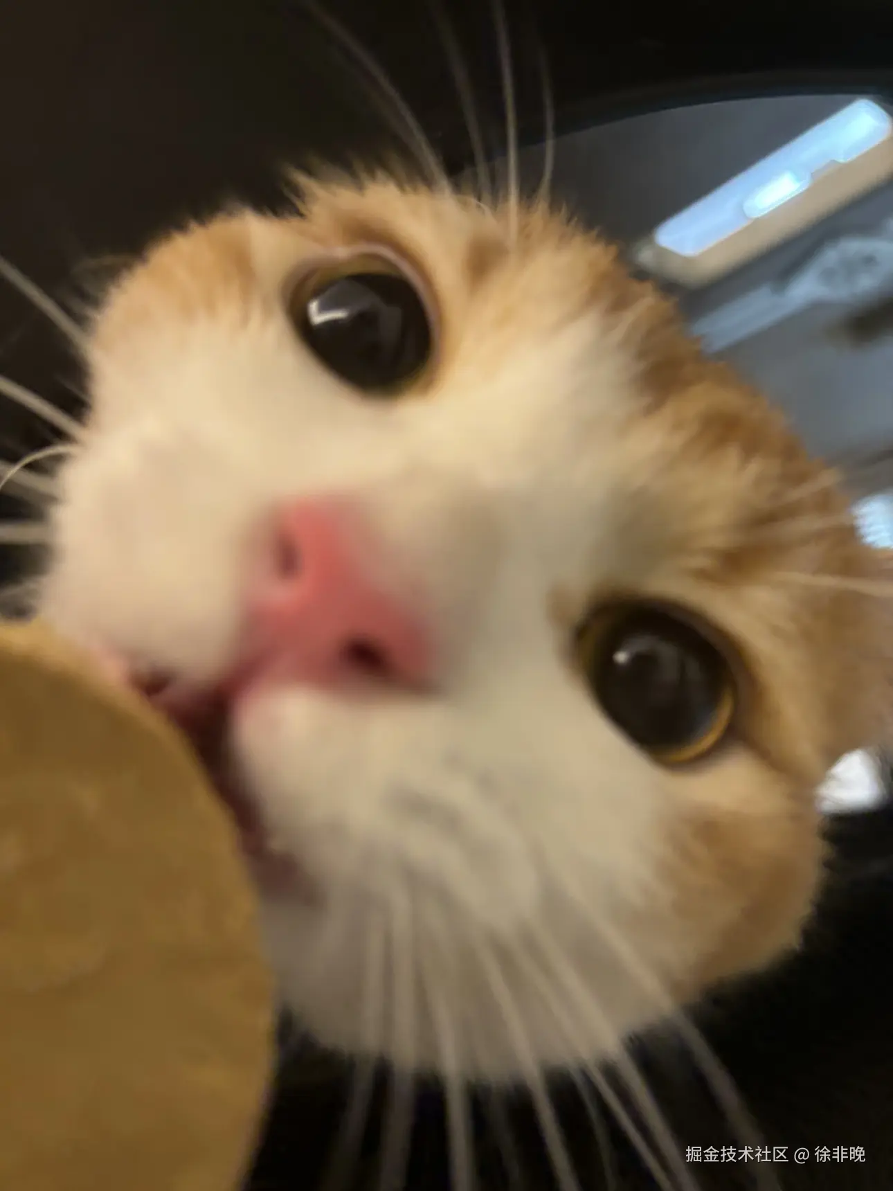 徐非晚于2024-08-15 12:16发布的图片