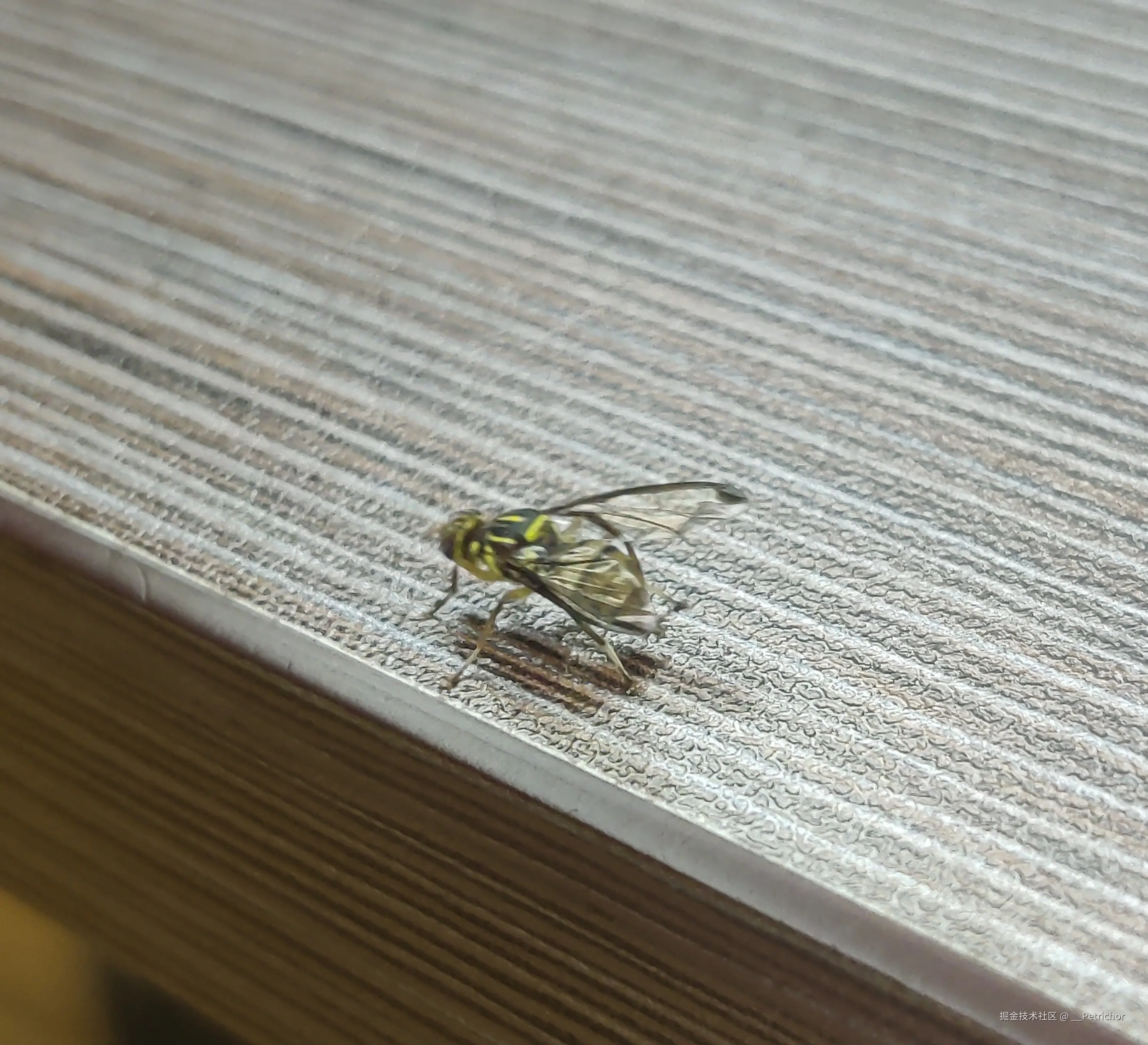 __Petrichor于2024-11-20 16:18发布的图片