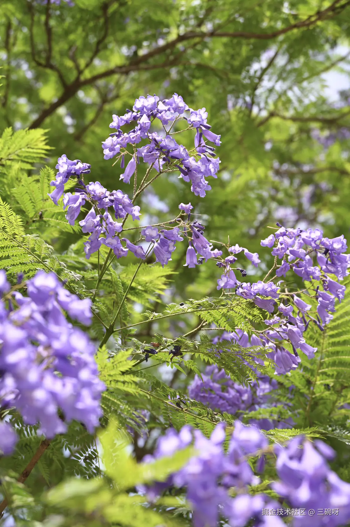 三碗呀于2025-05-26 10:33发布的图片