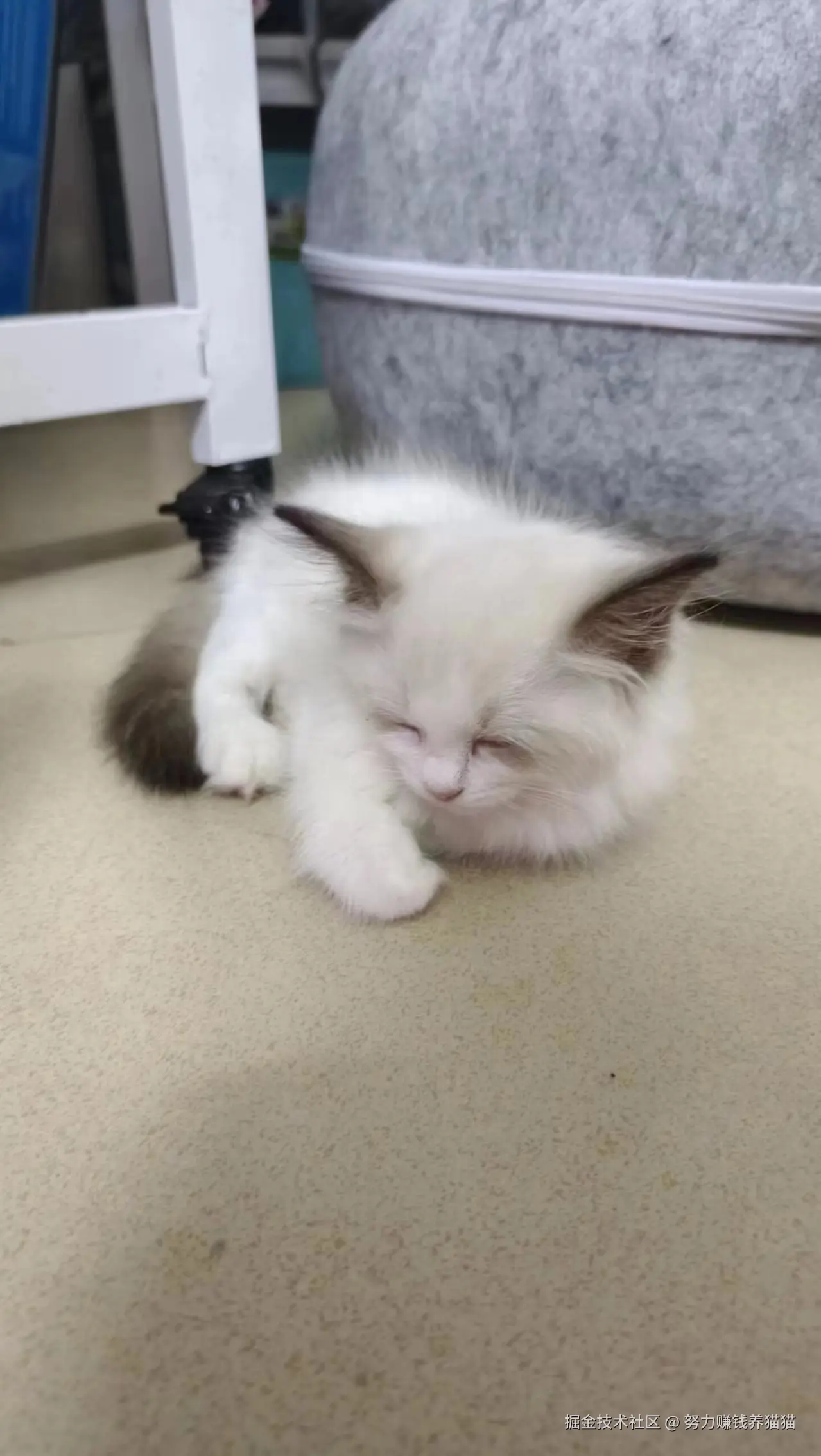 努力赚钱养猫猫于2024-08-03 07:42发布的图片