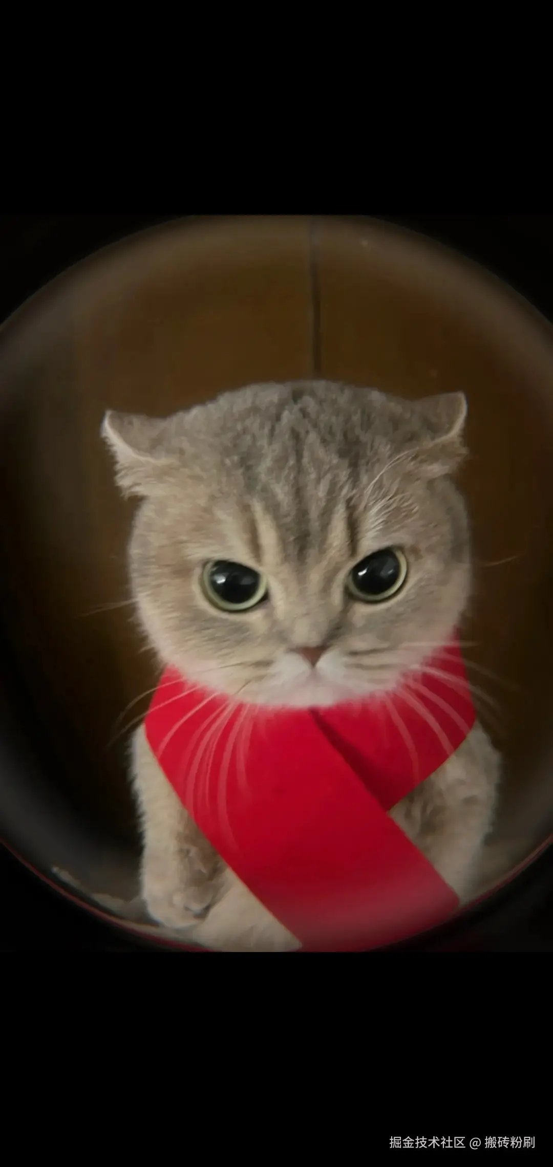 搬砖粉刷于2024-11-27 07:38发布的图片