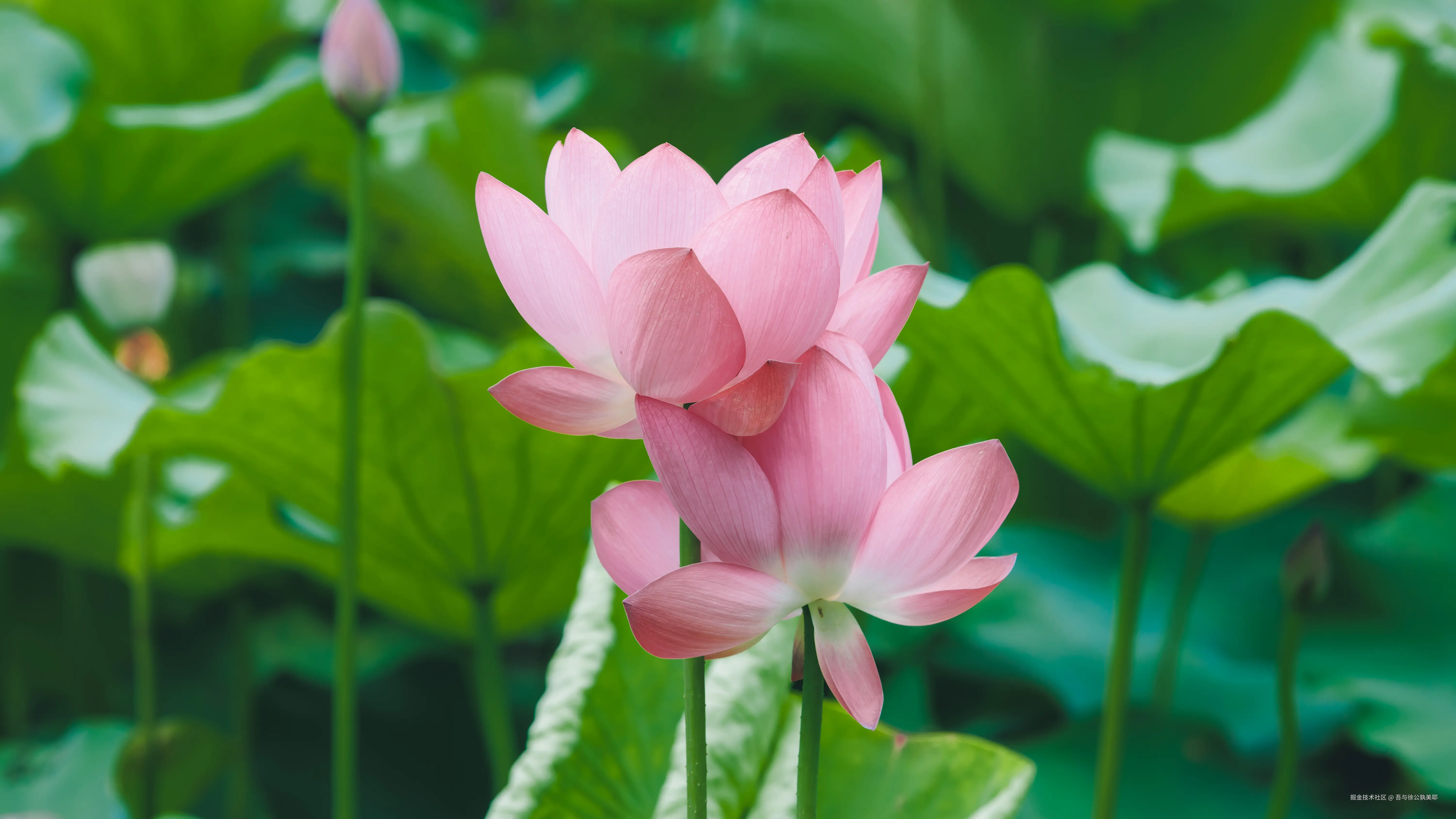 吾与徐公孰美耶于2025-06-27 09:58发布的图片