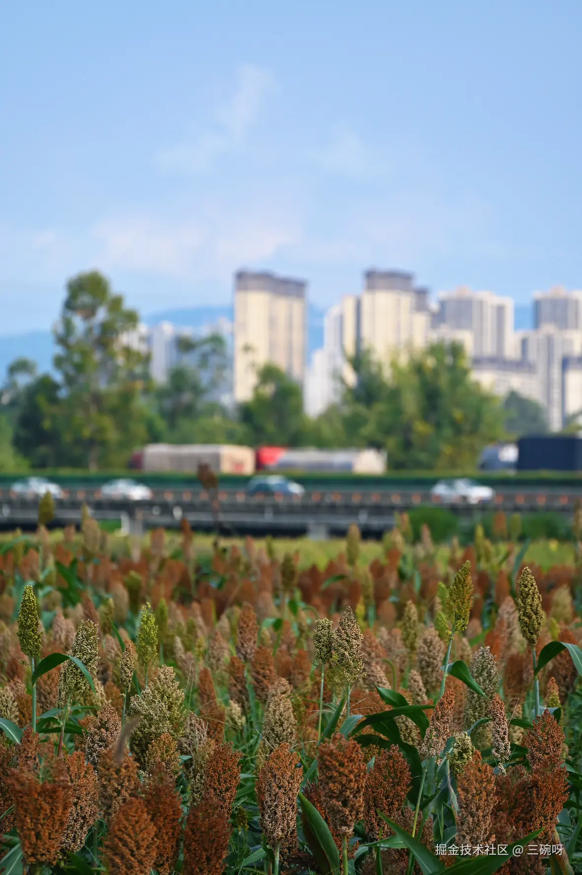 三碗呀于2025-09-15 11:29发布的图片