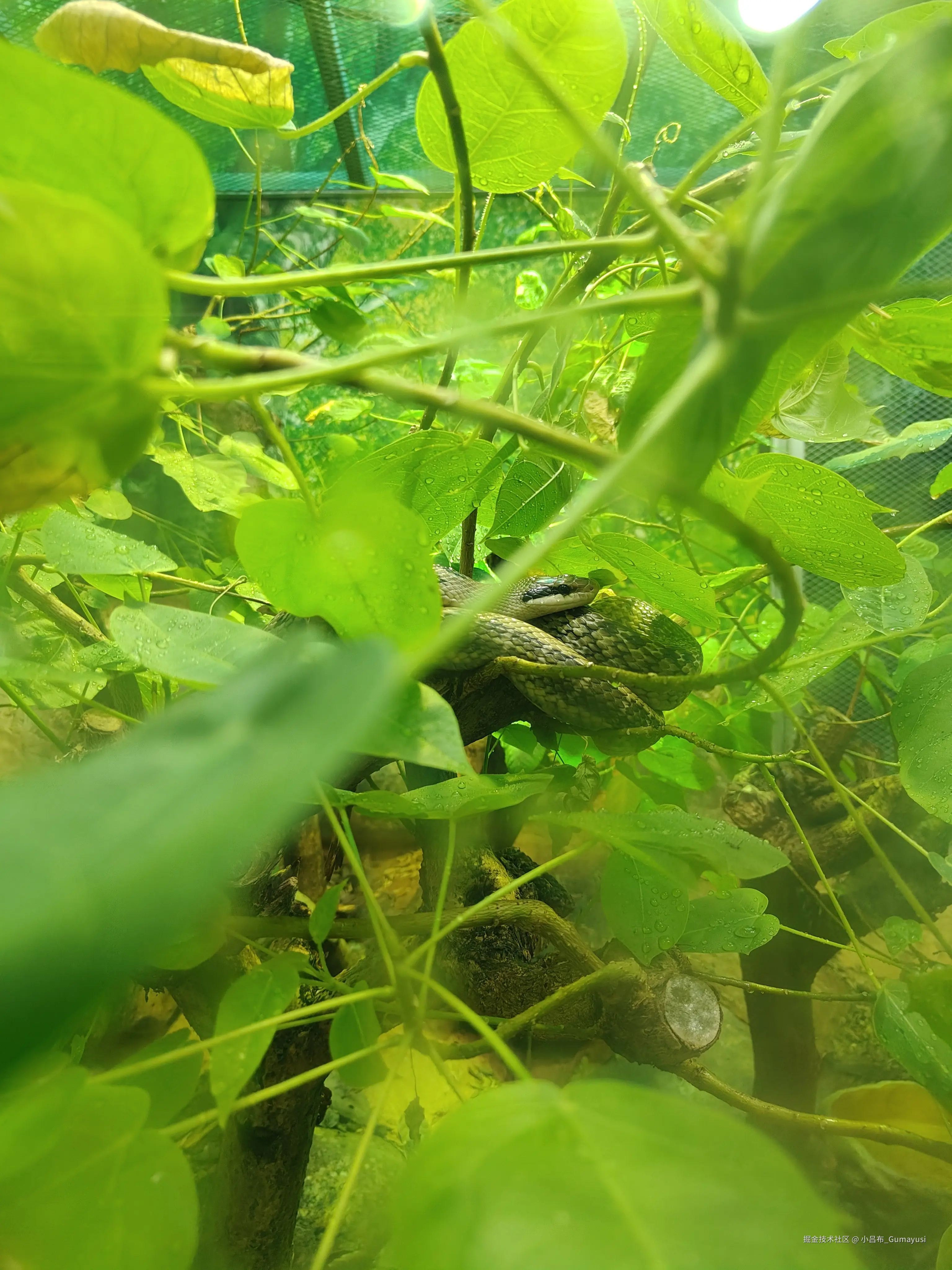 小吕布_Gumayusi于2025-03-03 09:36发布的图片