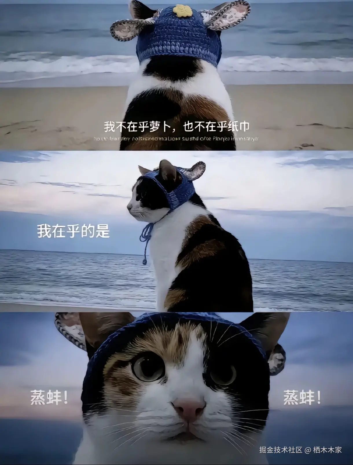 栖木木家于2026-02-03 15:24发布的图片