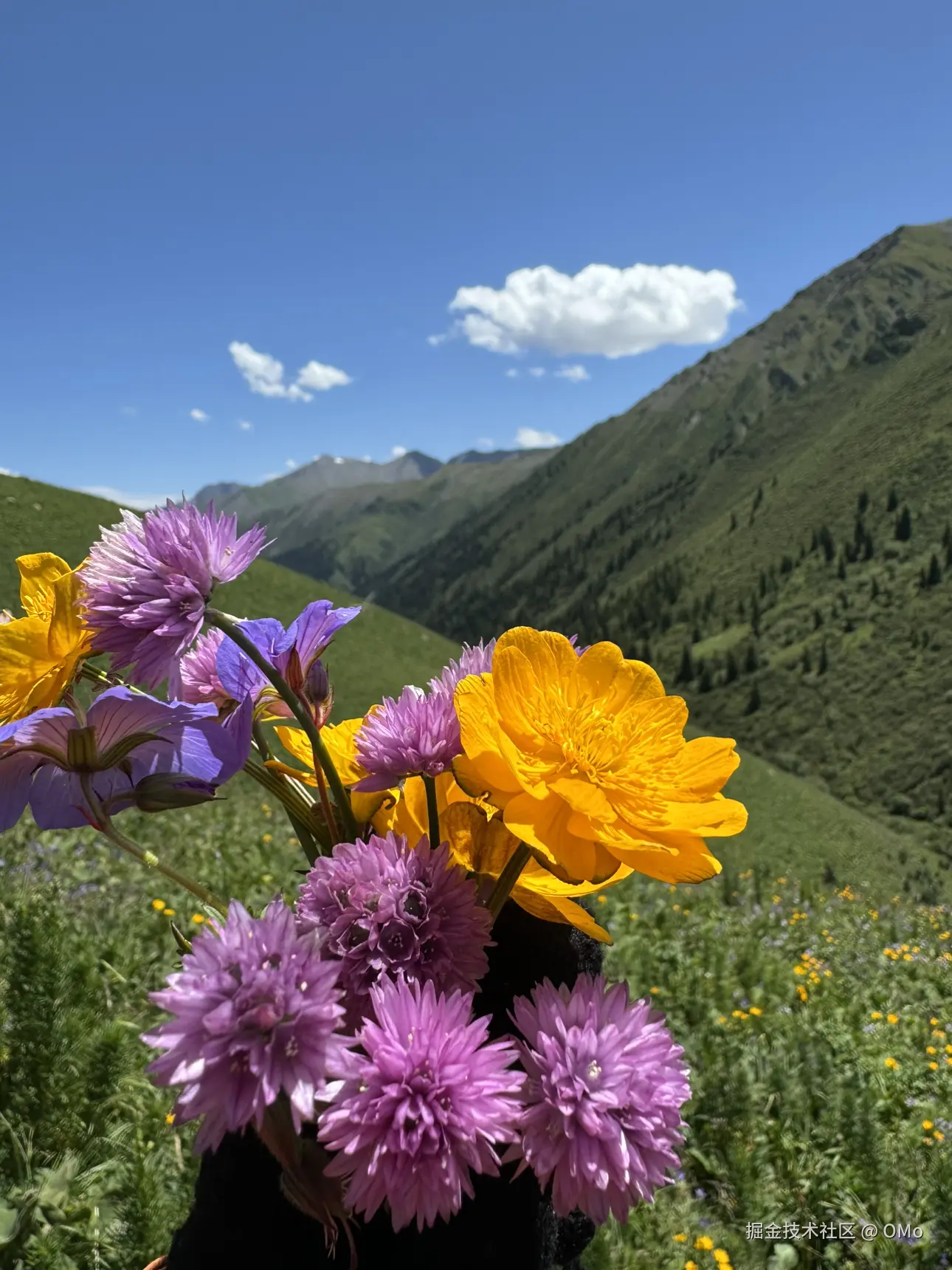 OMo于2026-01-23 09:58发布的图片