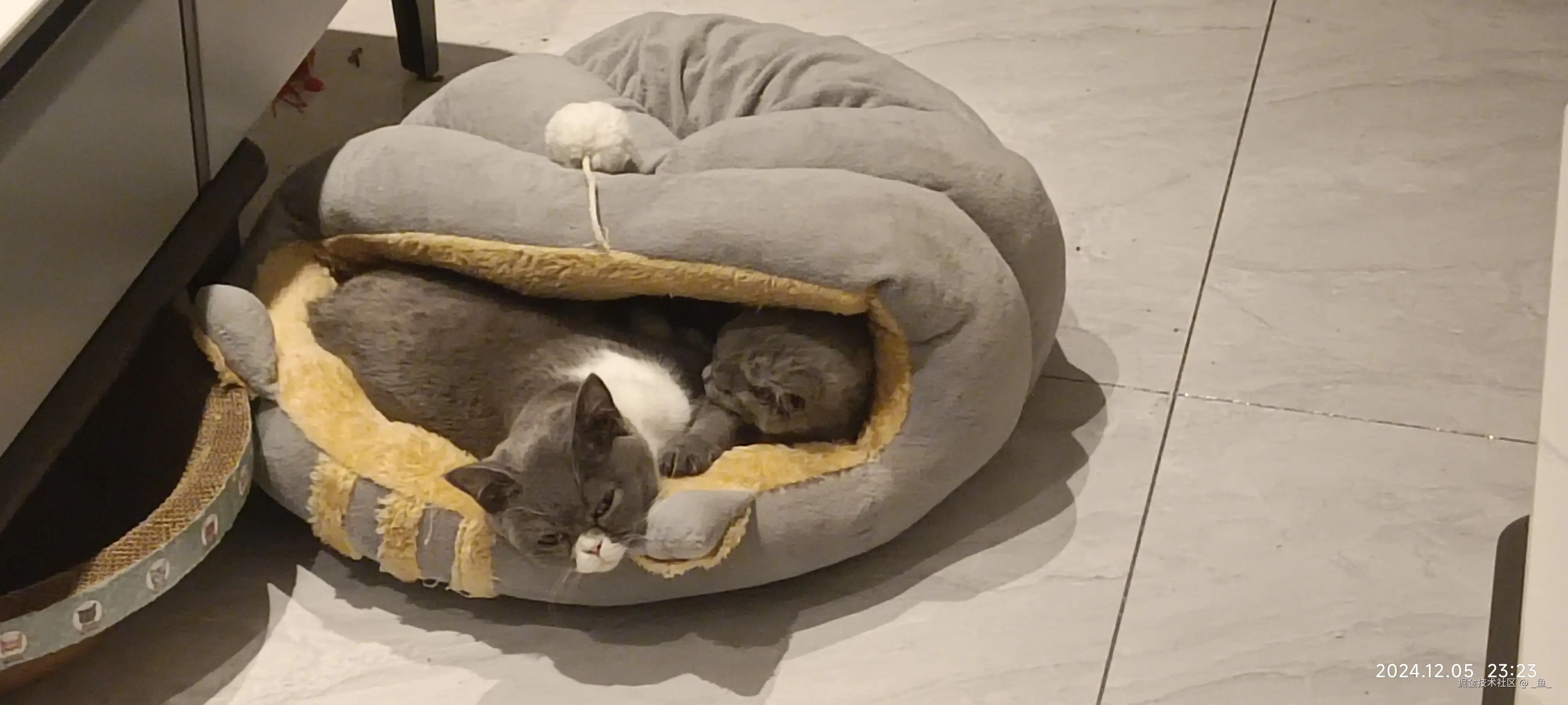 _鱼_于2025-04-14 09:18发布的图片