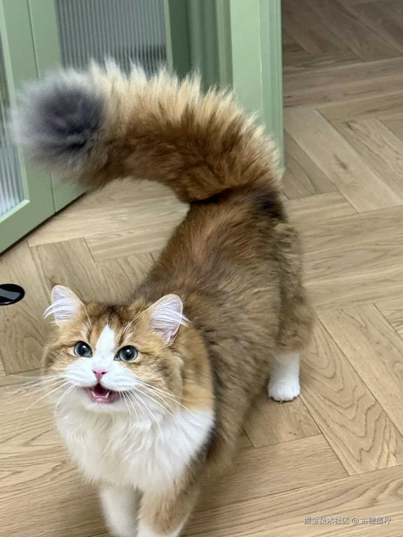 古德墨柠于2025-06-24 10:30发布的图片