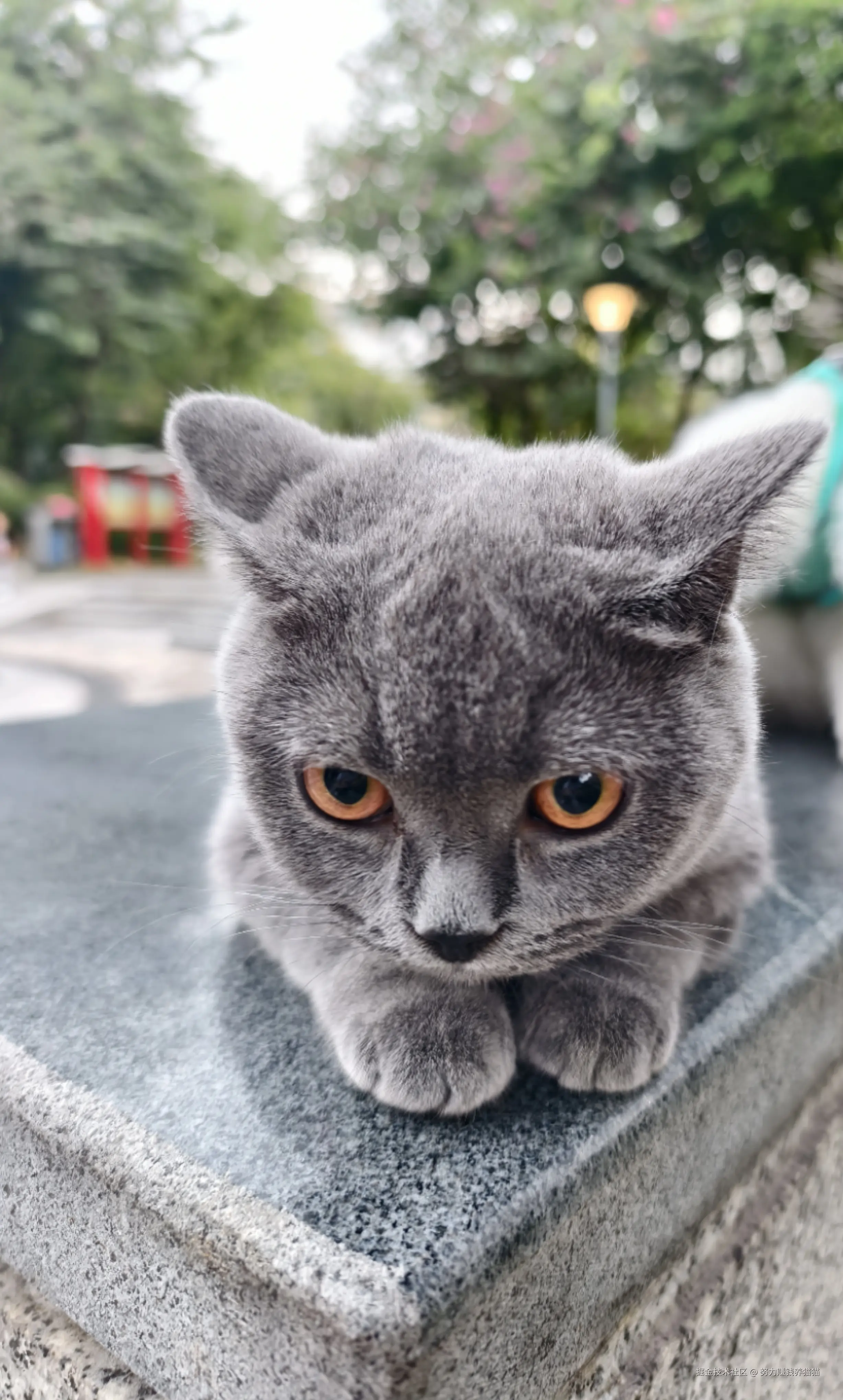 努力赚钱养猫猫于2024-11-21 02:09发布的图片